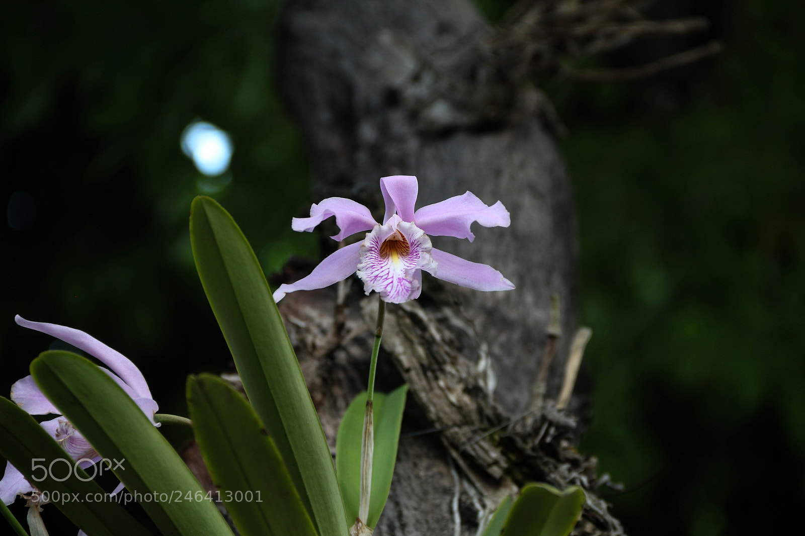 Canon EOS 700D (EOS Rebel T5i / EOS Kiss X7i) sample photo. Orquídea photography