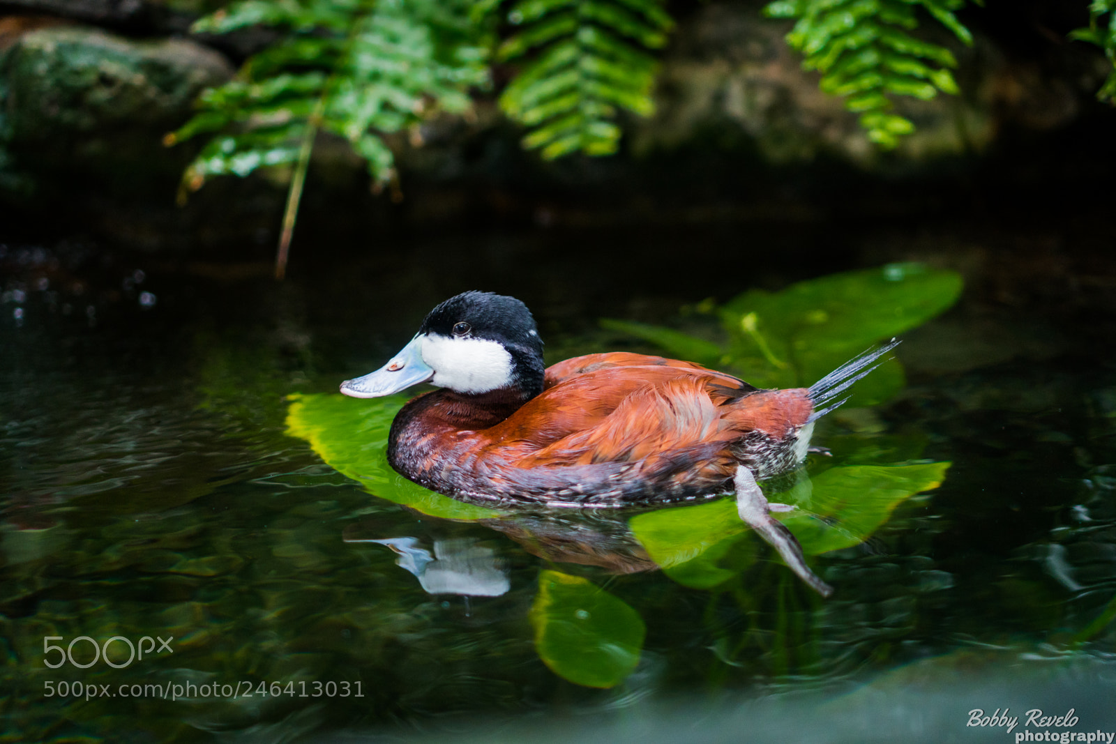 Sony a6500 sample photo. Florida aquarium photography