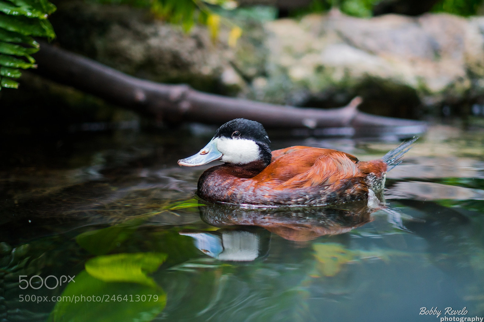 Sony a6500 sample photo. Florida aquarium photography