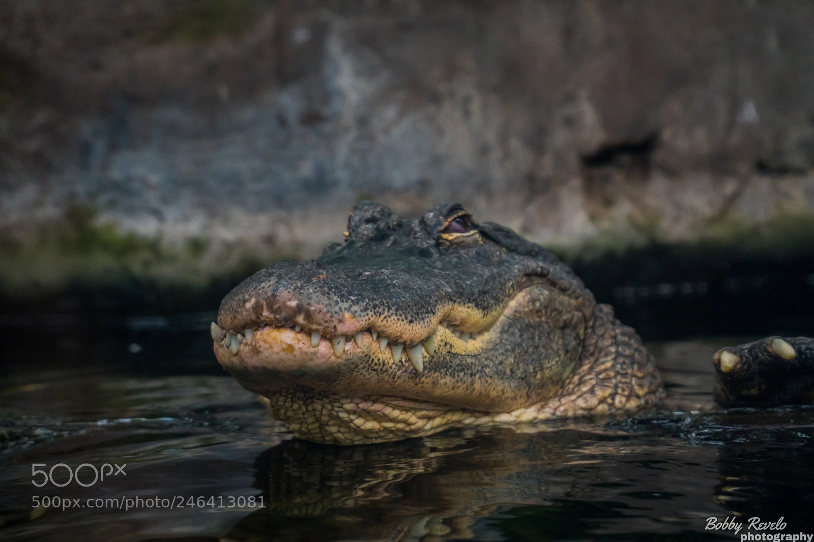 Sony a6500 sample photo. Florida aquarium photography