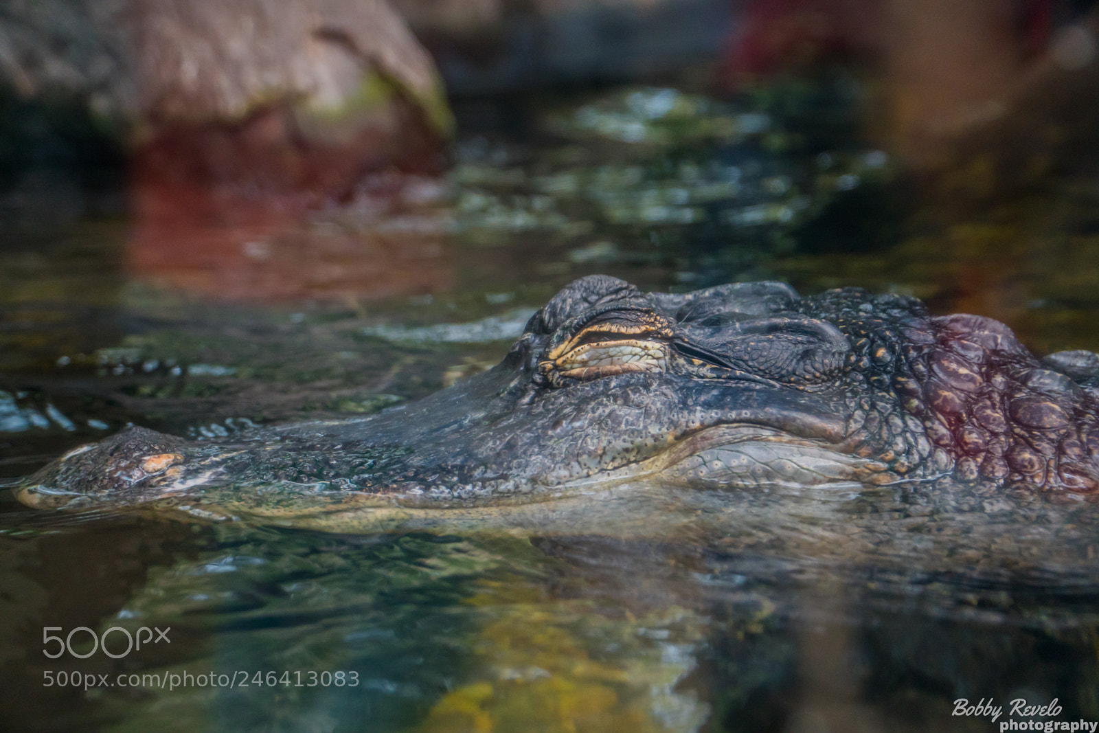 Sony a6500 sample photo. Florida aquarium photography