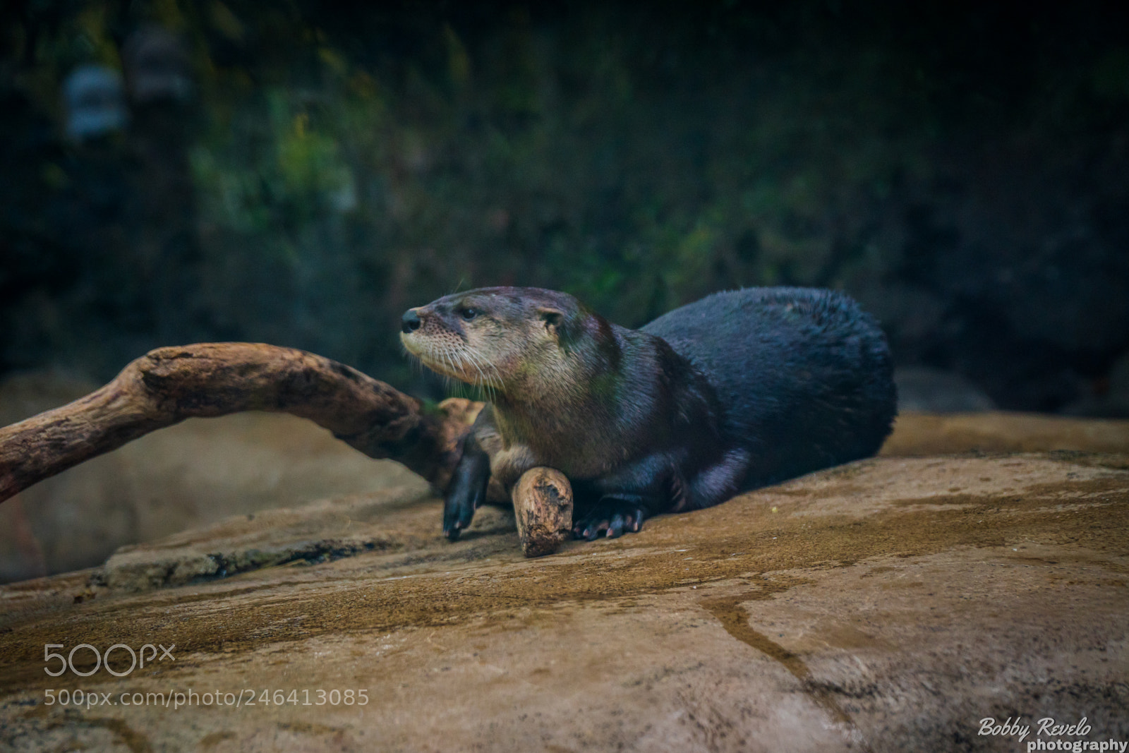 Sony a6500 sample photo. Florida aquarium photography