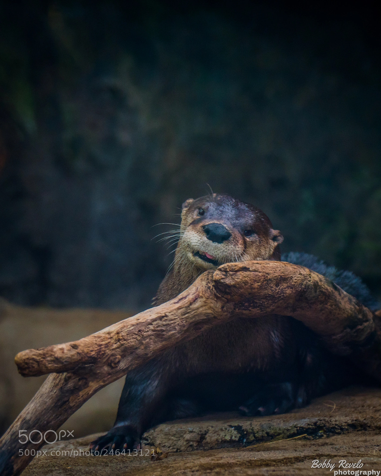 Sony a6500 sample photo. Florida aquarium photography