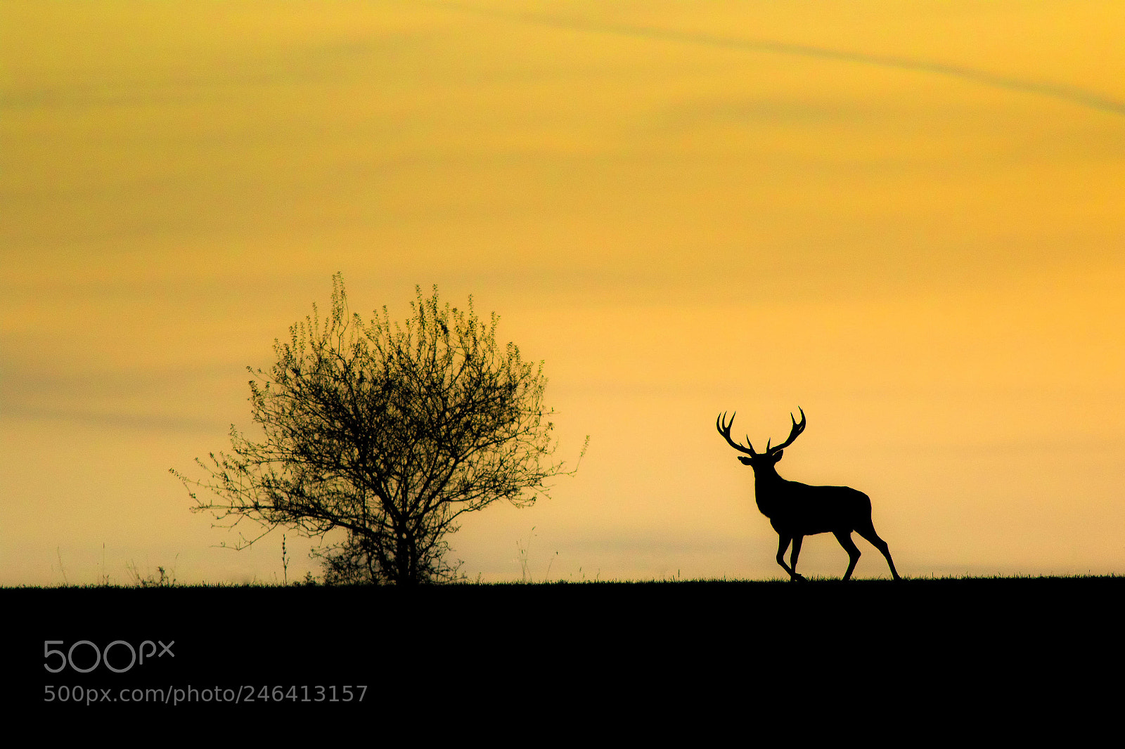 Canon EOS 7D Mark II sample photo. L'ombre du cerf photography