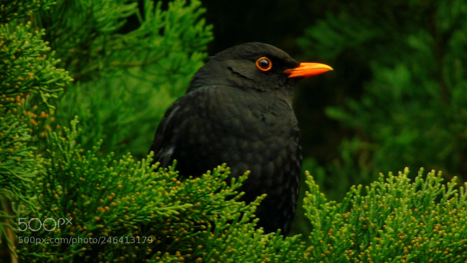 Sony Cyber-shot DSC-H400 sample photo. Blackbird photography