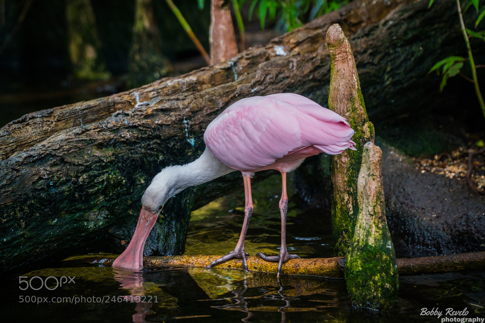 Sony a6500 sample photo. Florida aquarium photography