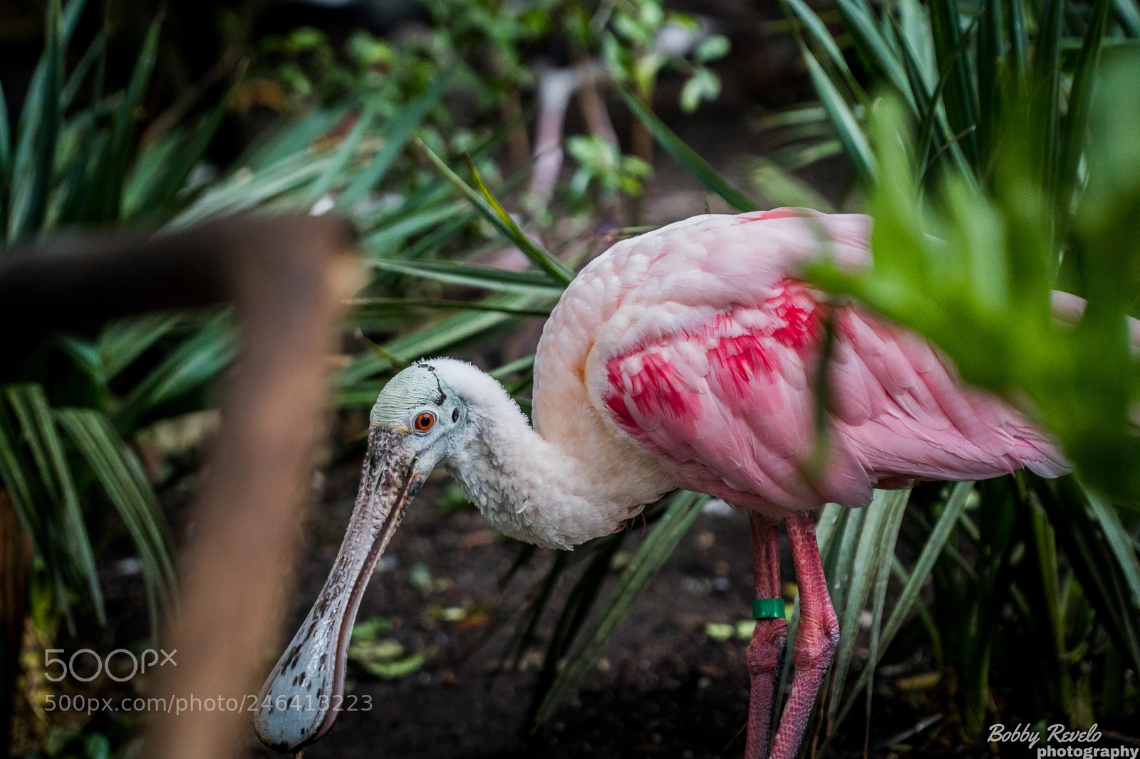Sony a6500 sample photo. Florida aquarium photography