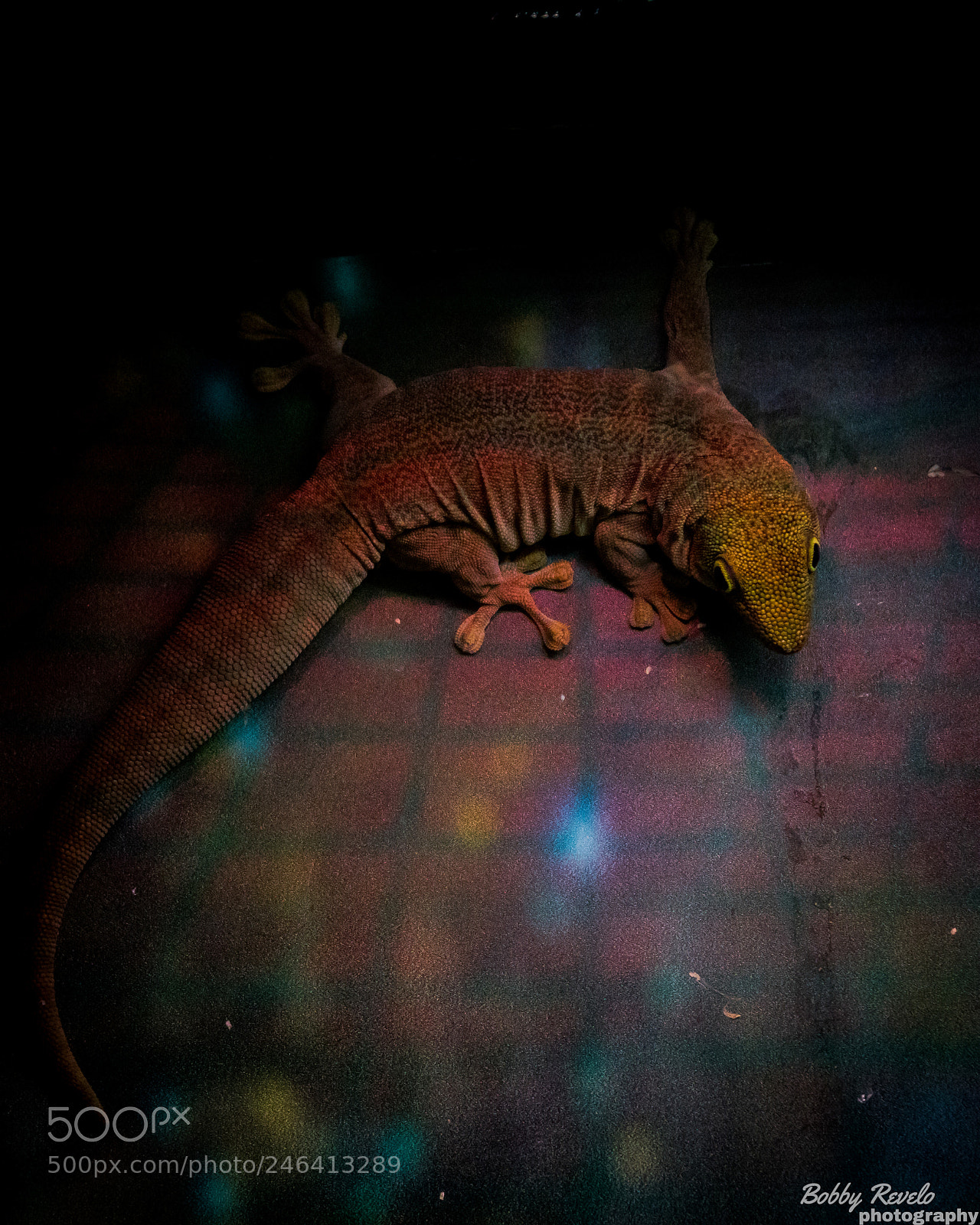 Sony a6500 sample photo. Florida aquarium photography