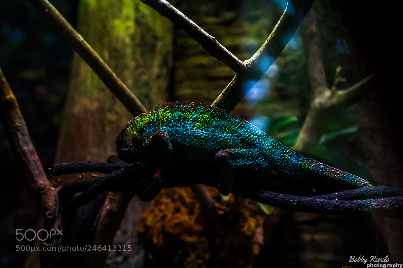 Sony a6500 sample photo. Florida aquarium photography