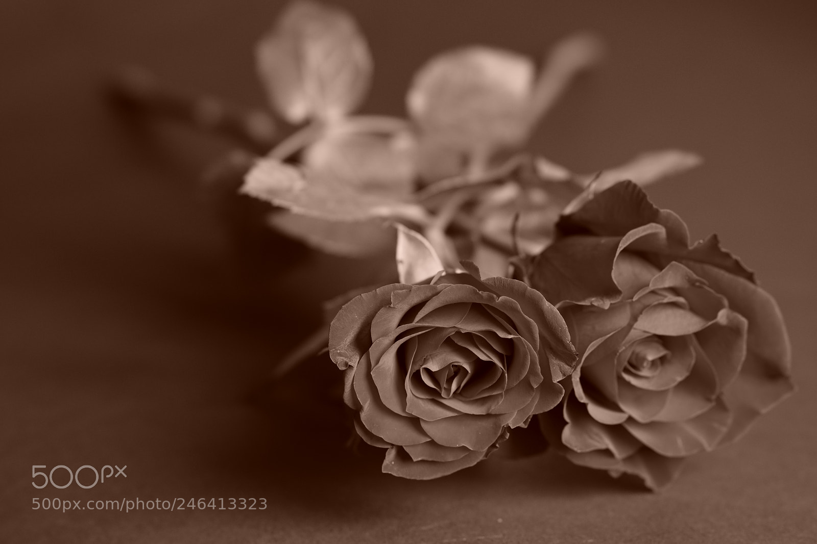 Sony a7R III sample photo. Roses - farewell photography