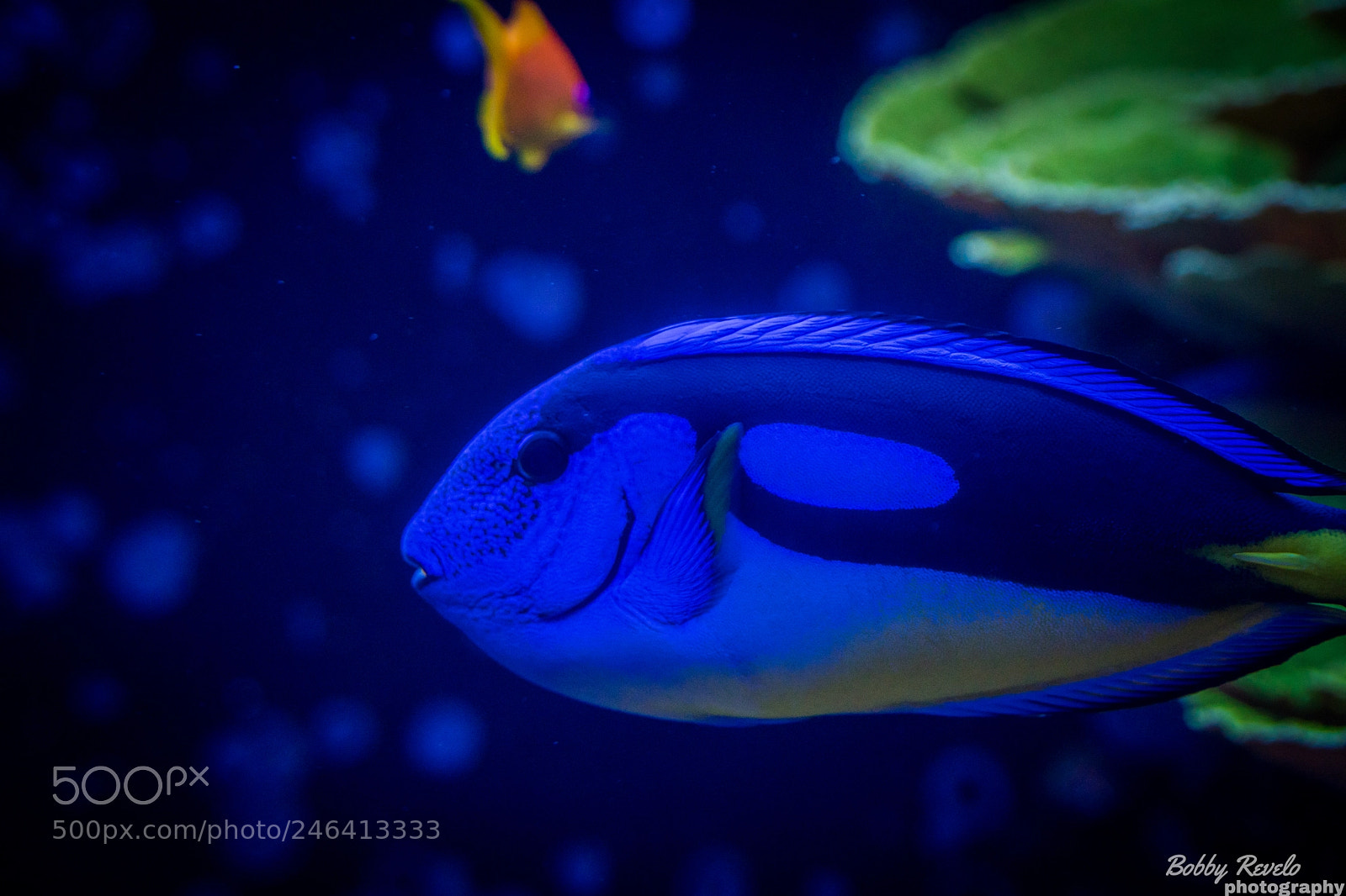 Sony a6500 sample photo. Florida aquarium photography