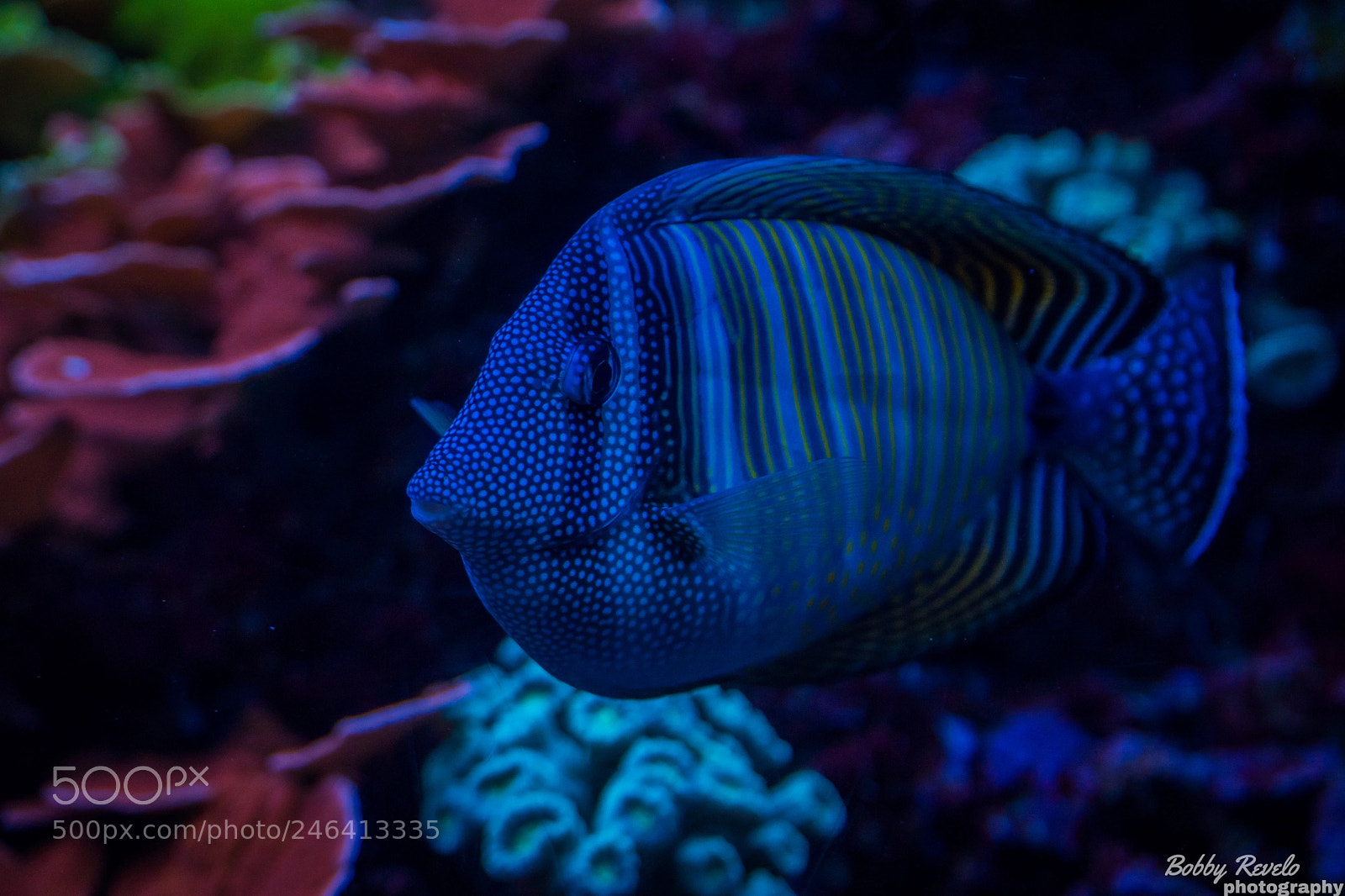 Sony a6500 sample photo. Florida aquarium photography