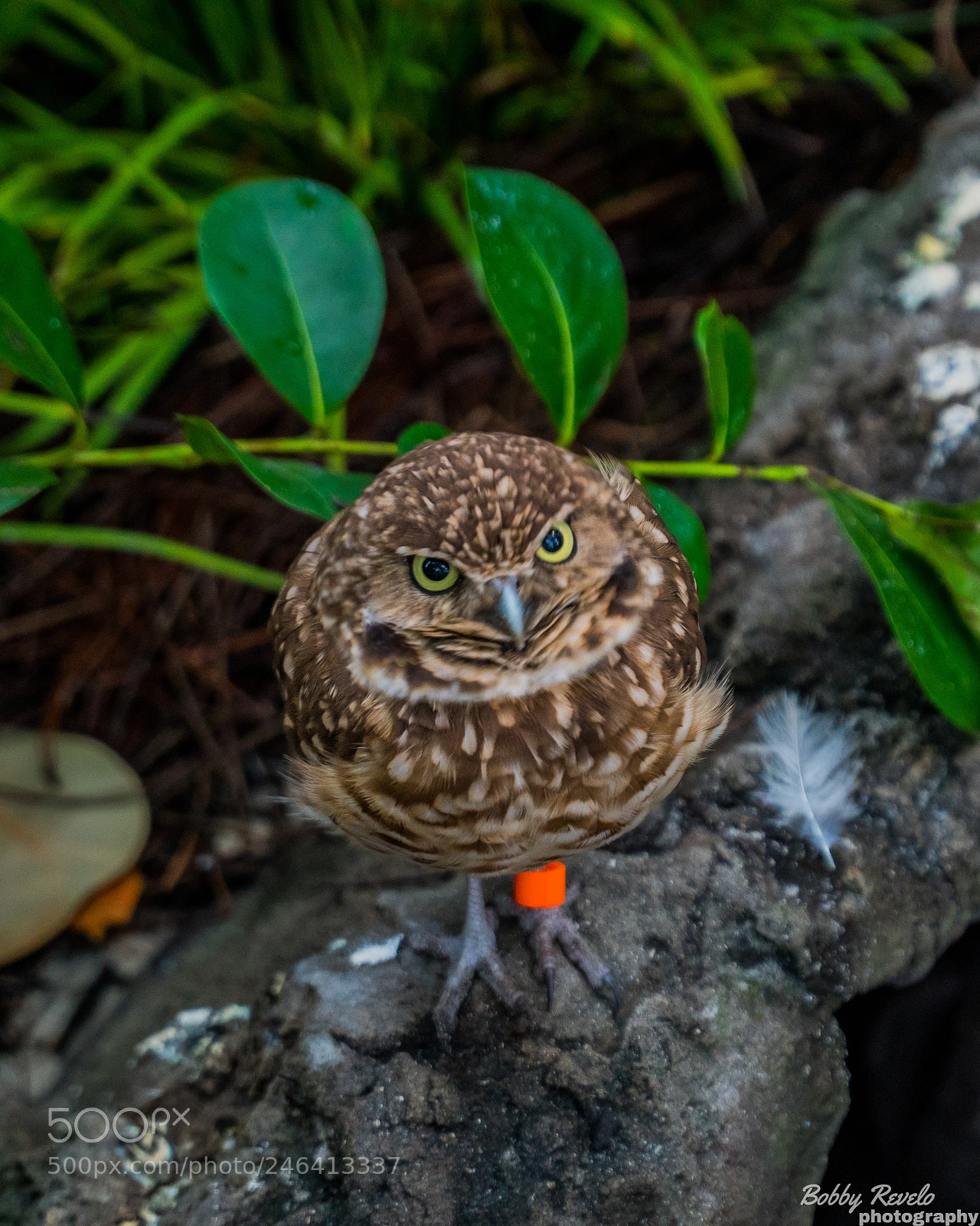 Sony a6500 sample photo. Florida aquarium photography