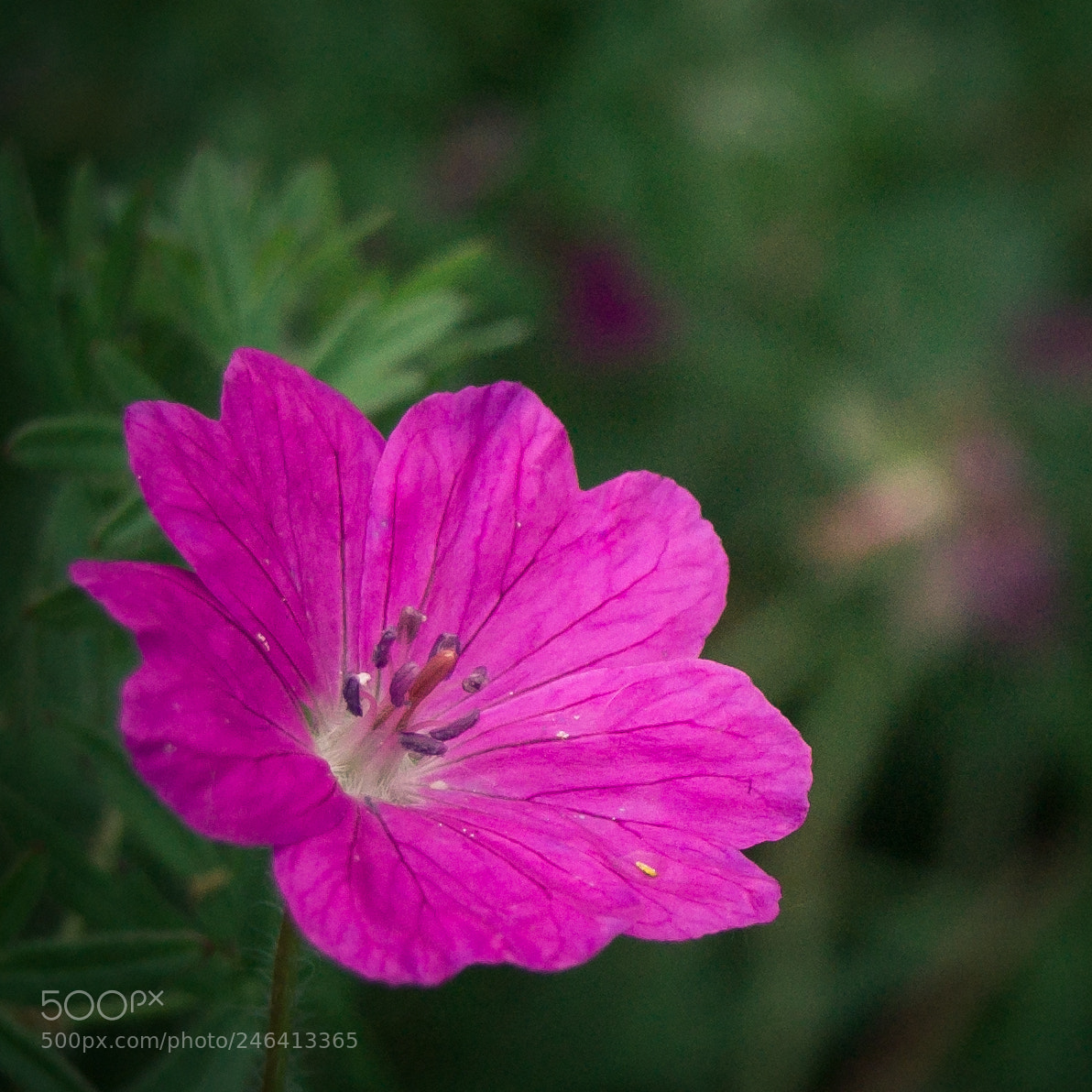 Nikon D70 sample photo. Pink photography