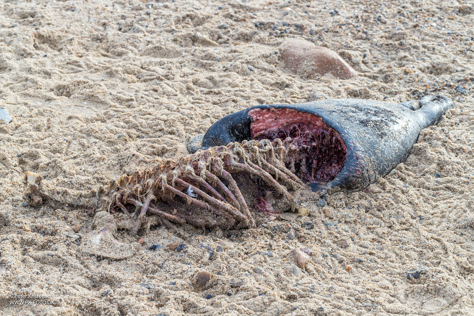 Canon EOS 6D Mark II sample photo. Dead seal photography