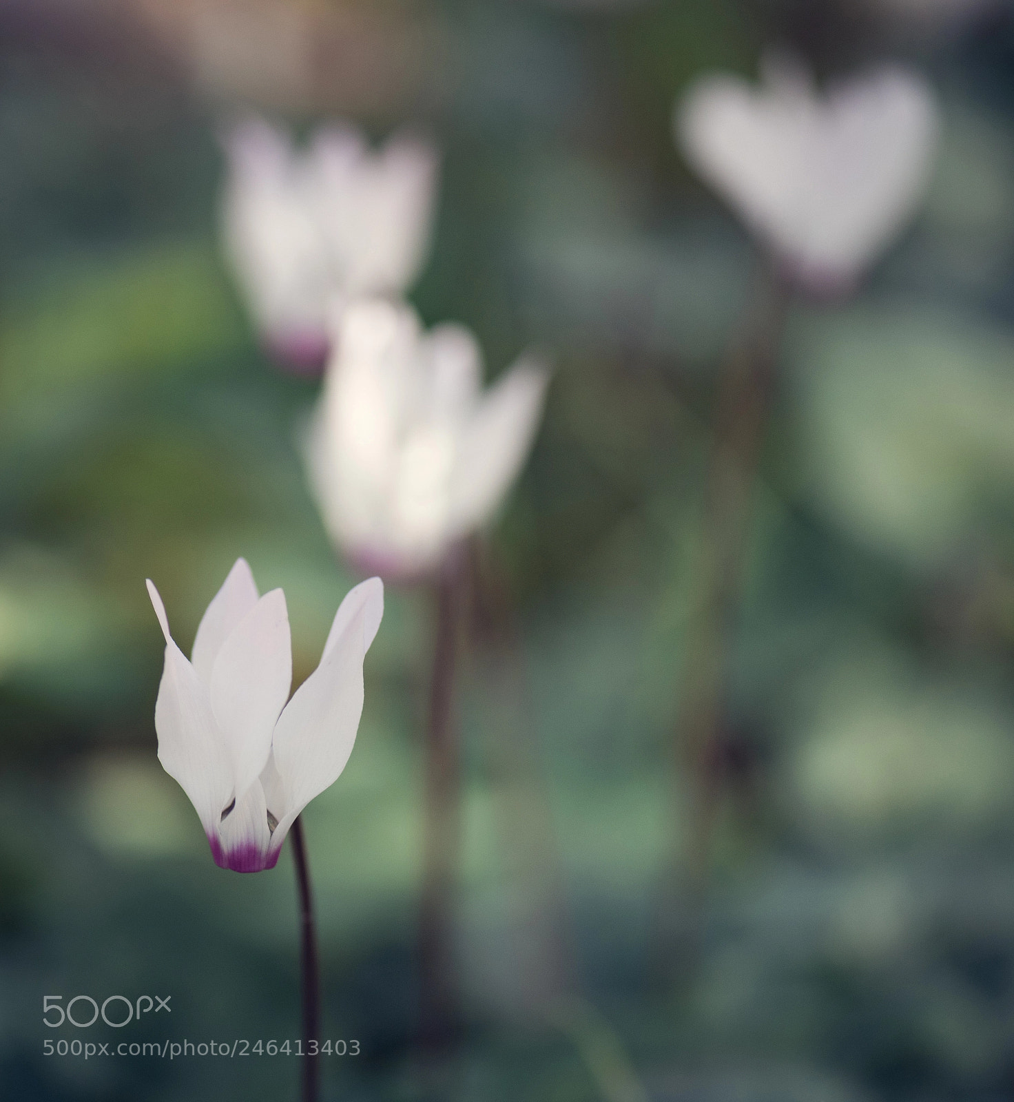Nikon D810 sample photo. Cyclamen photography