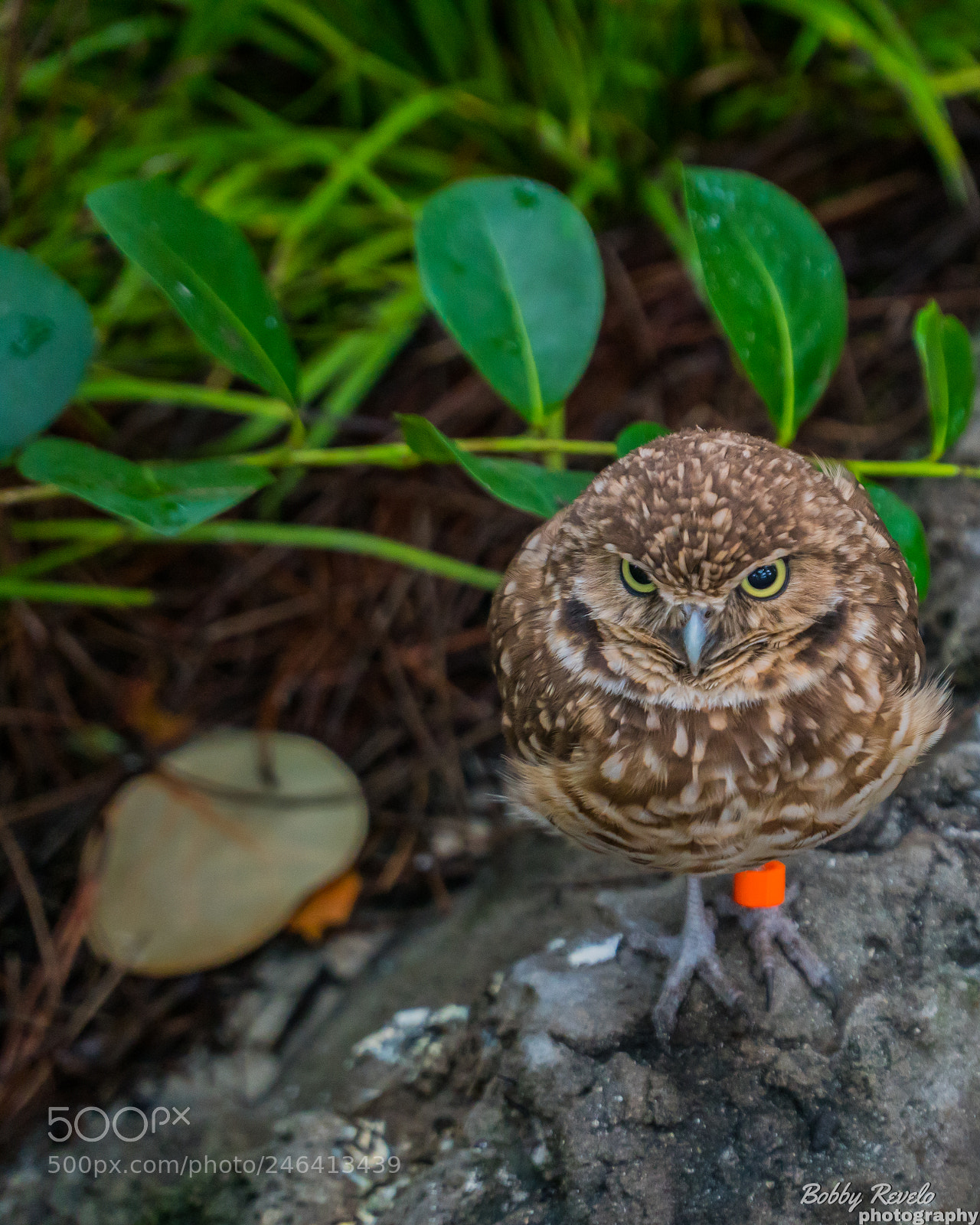 Sony a6500 sample photo. Florida aquarium photography