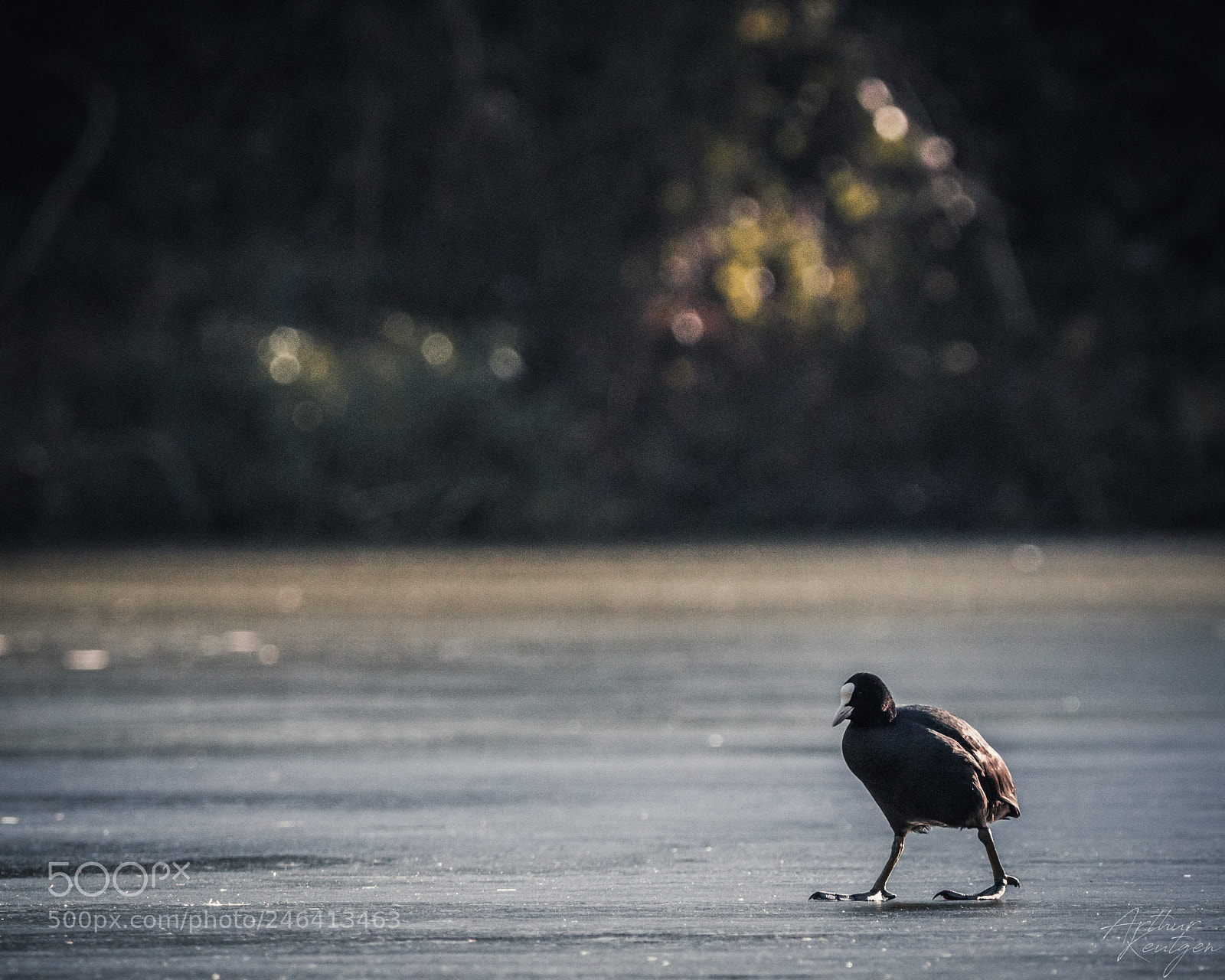 Canon EOS 550D (EOS Rebel T2i / EOS Kiss X4) sample photo. Eurasian coot photography