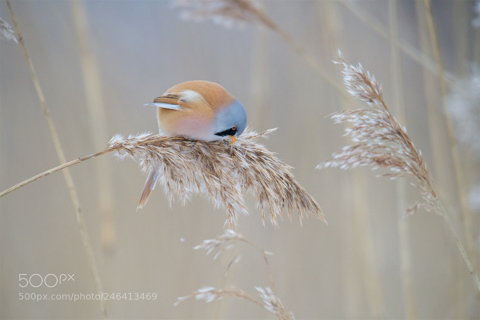 Nikon D810 sample photo. Bearded tit. photography