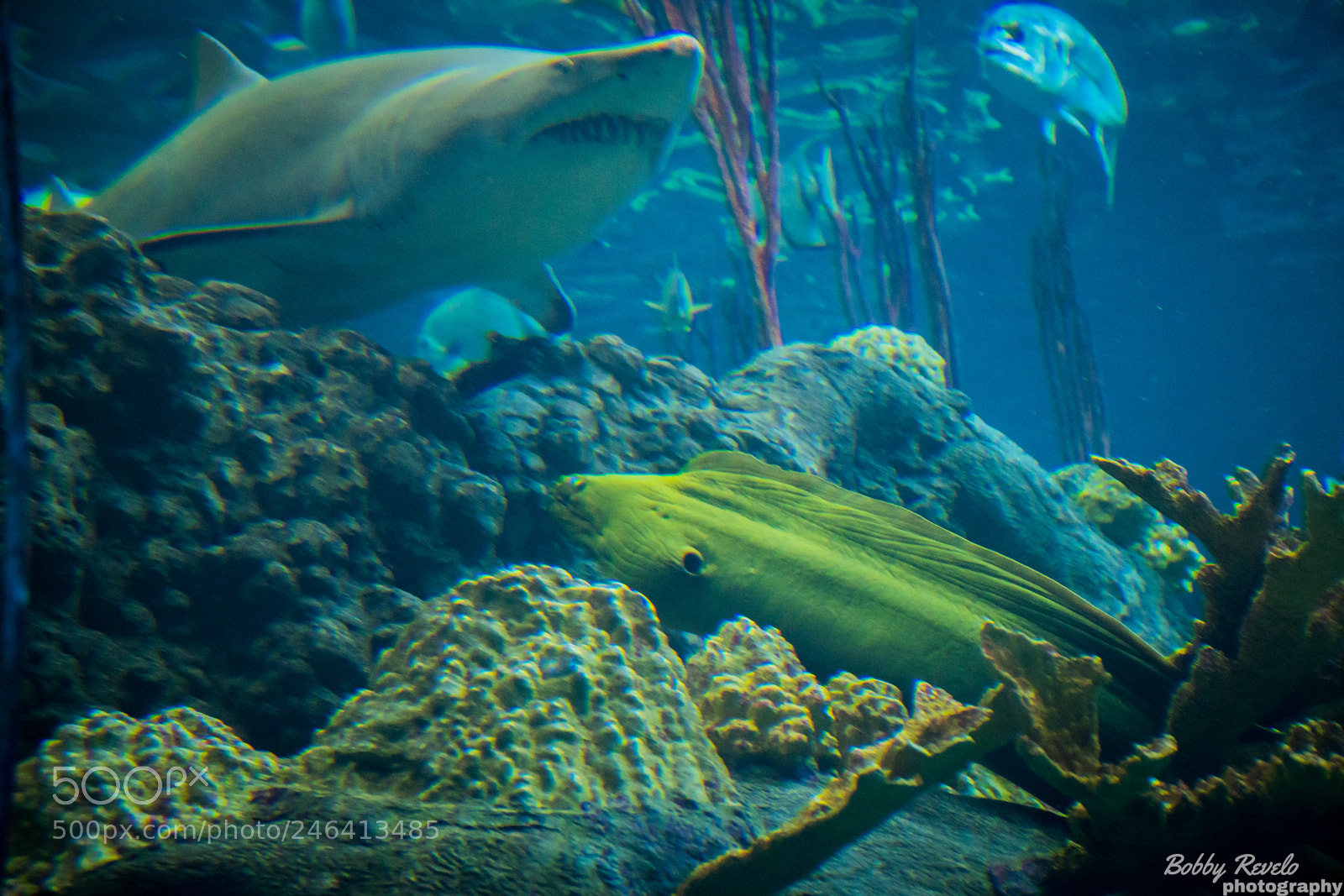 Sony a6500 sample photo. Florida aquarium photography