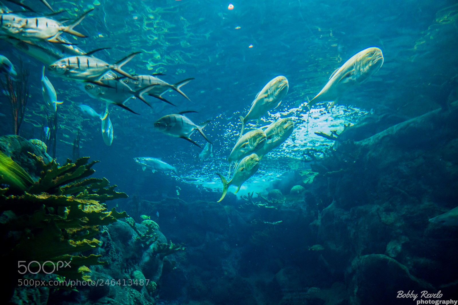 Sony a6500 sample photo. Florida aquarium photography