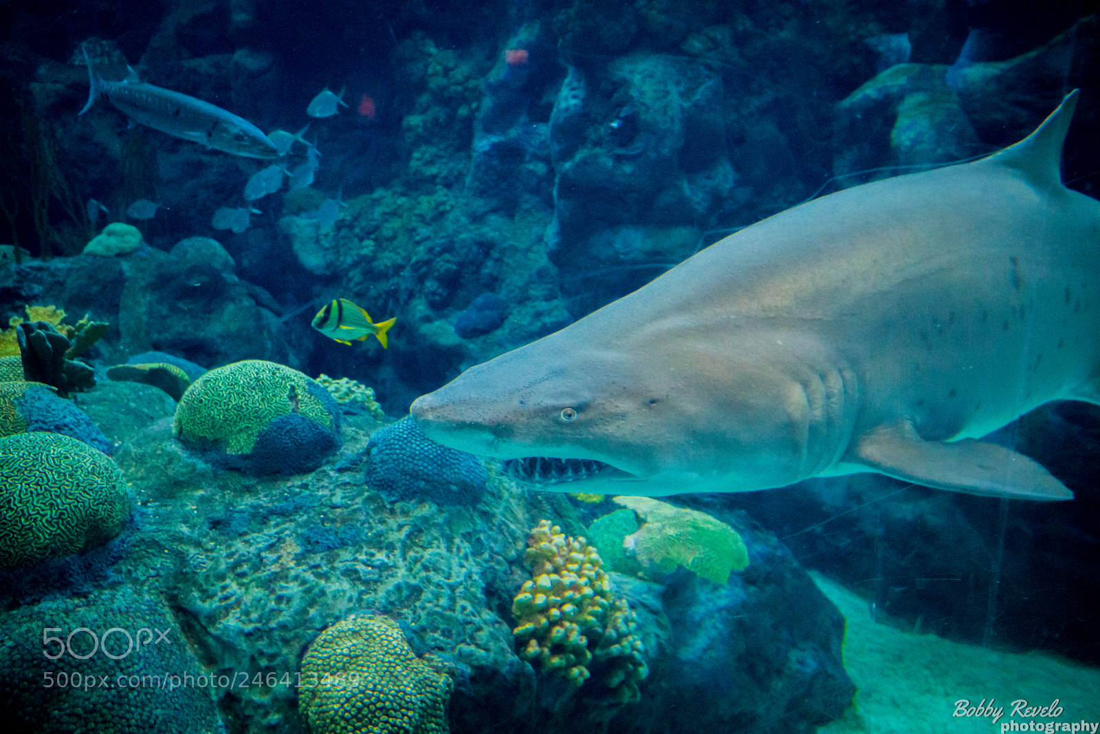 Sony a6500 sample photo. Florida aquarium photography
