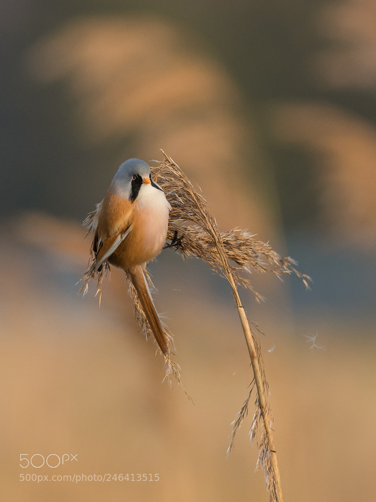 Nikon D500 sample photo. Acrobat in the wind photography