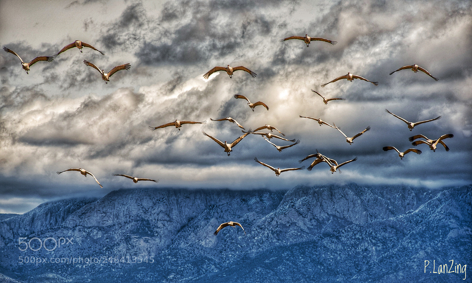 Nikon D810 sample photo. Migration photography
