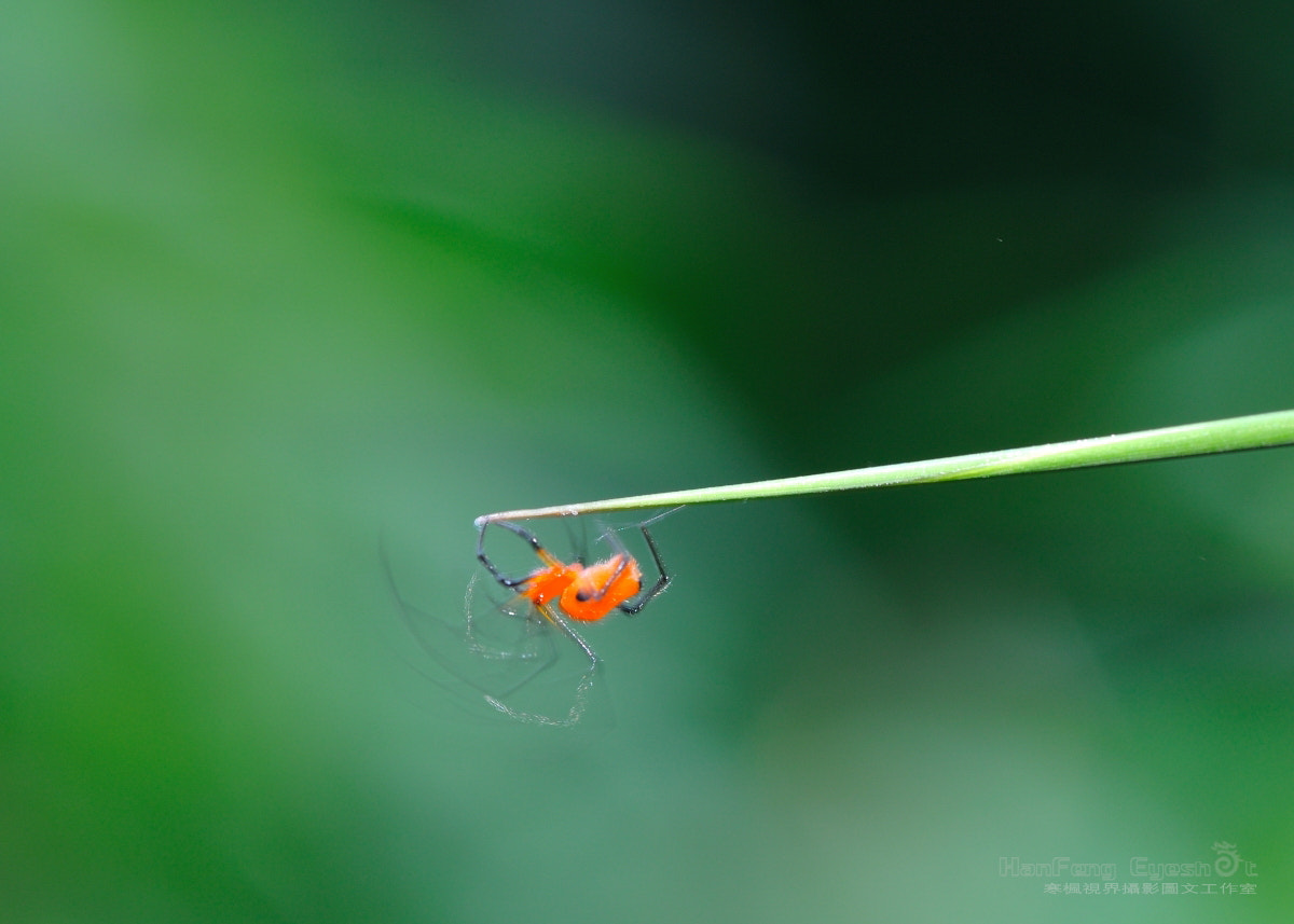 Nikon D90 sample photo. 蛛 photography