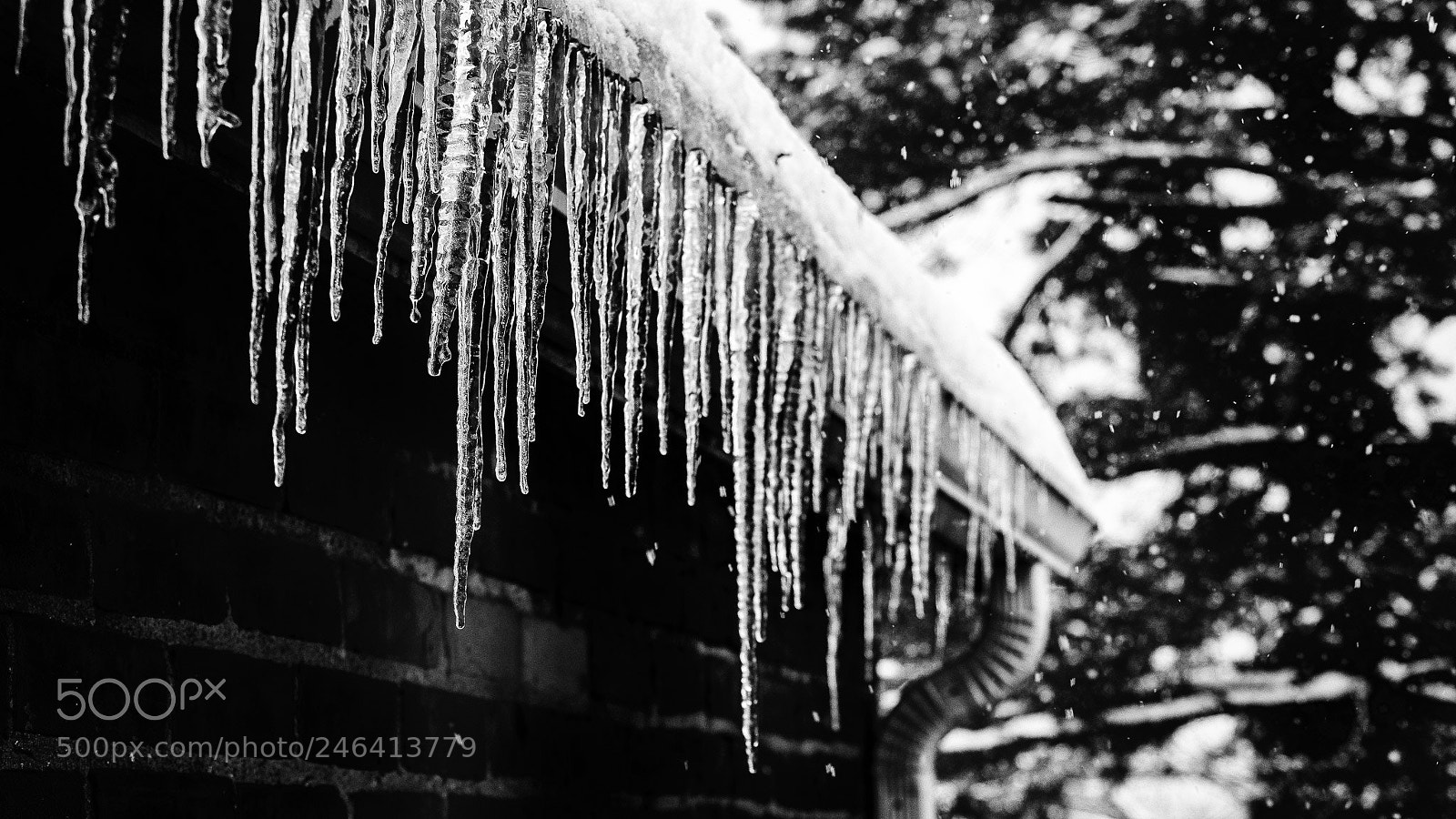 Olympus OM-D E-M1 Mark II sample photo. Icicles photography
