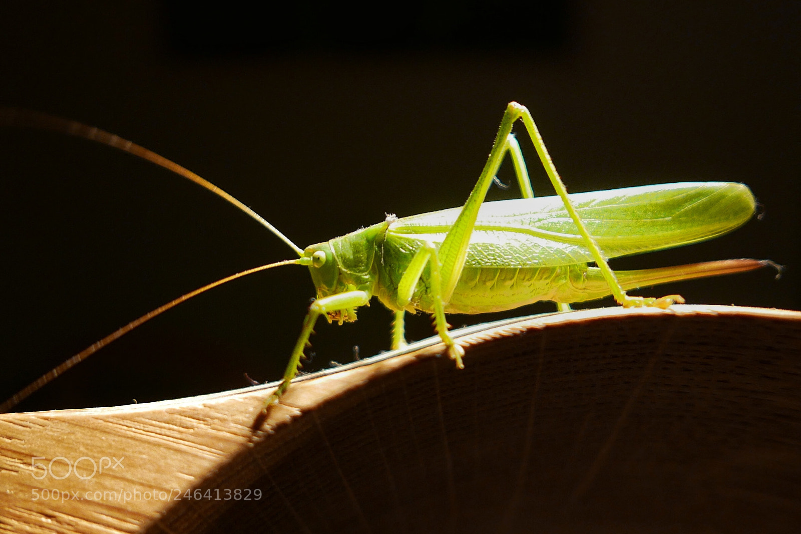 Panasonic Lumix DMC-LX100 sample photo. Grasshopper in my living photography