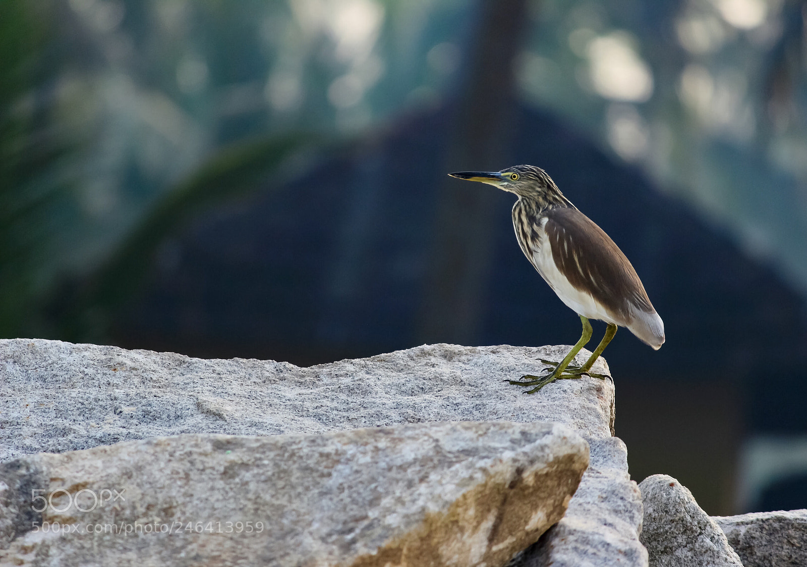 Canon EOS 600D (Rebel EOS T3i / EOS Kiss X5) sample photo. Heron photography