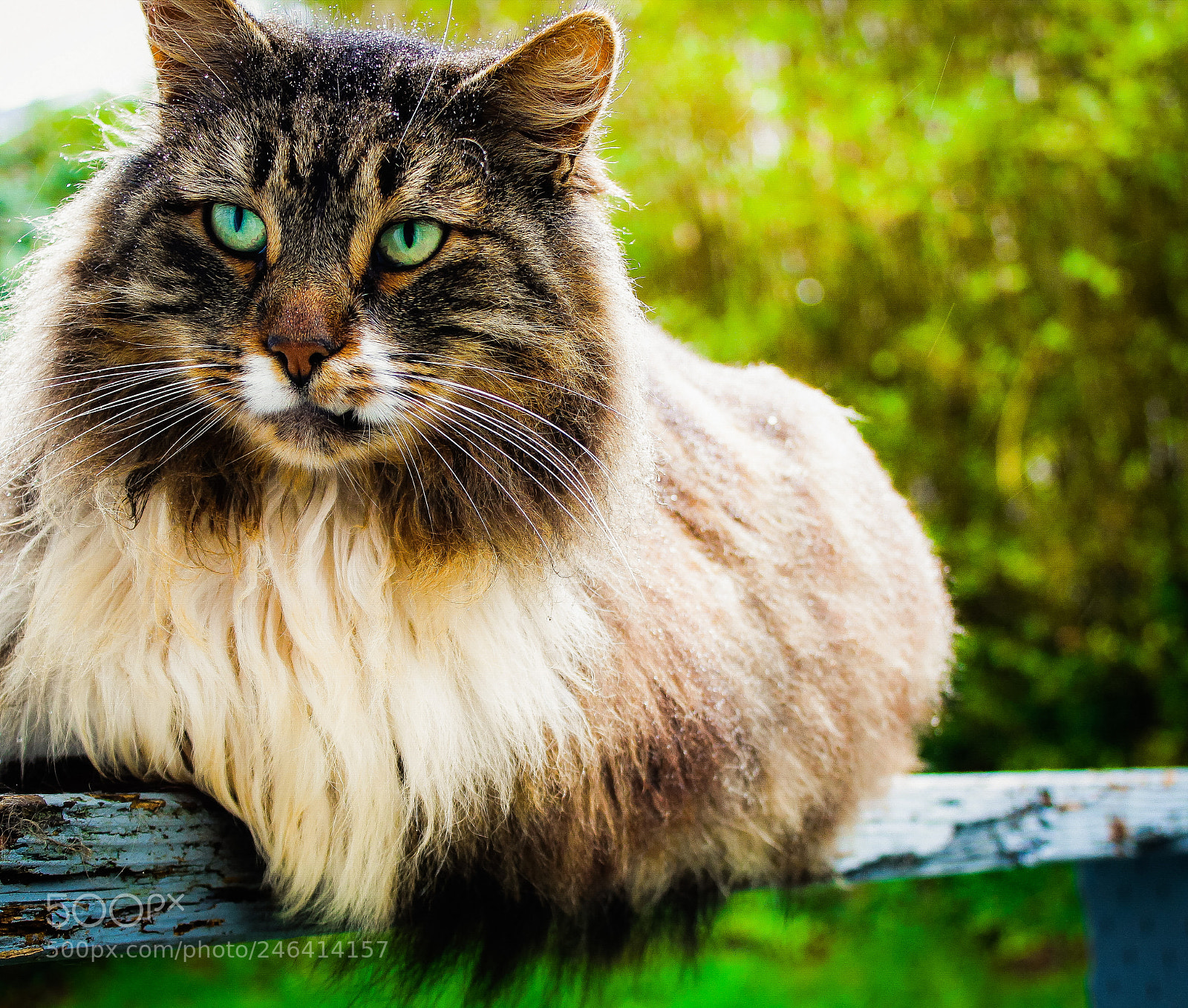 Canon EOS 1300D (EOS Rebel T6 / EOS Kiss X80) sample photo. Mainecoon photography