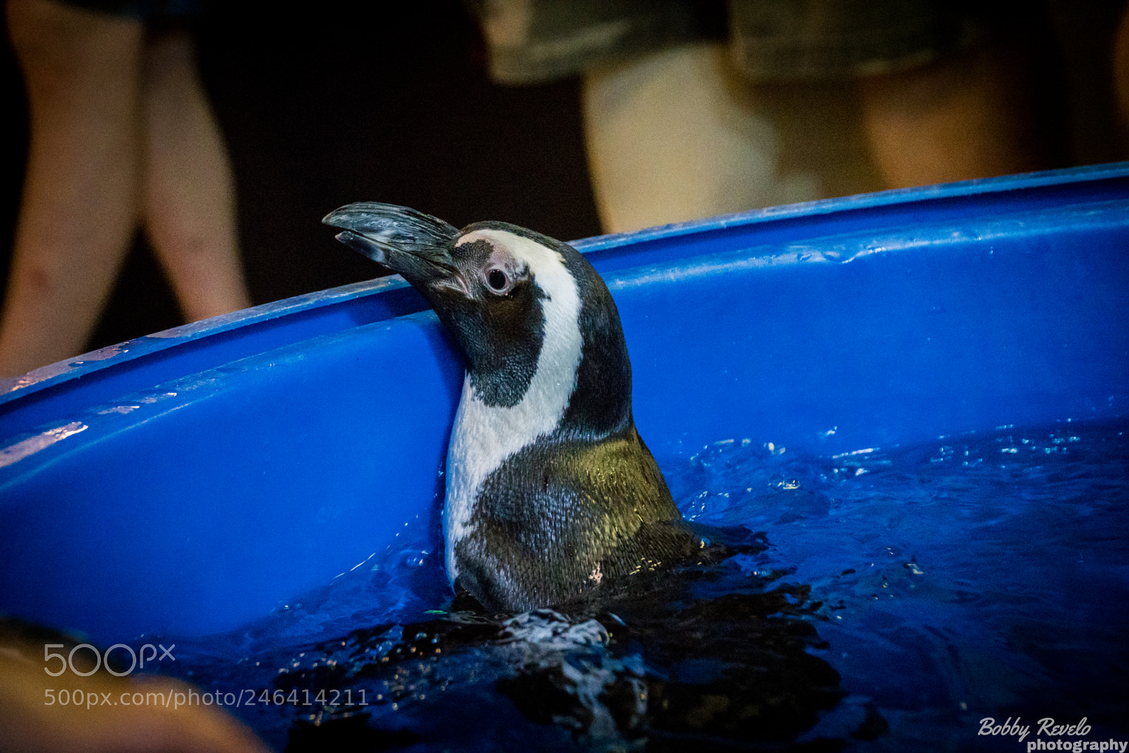 Sony a6500 sample photo. Florida aquarium photography