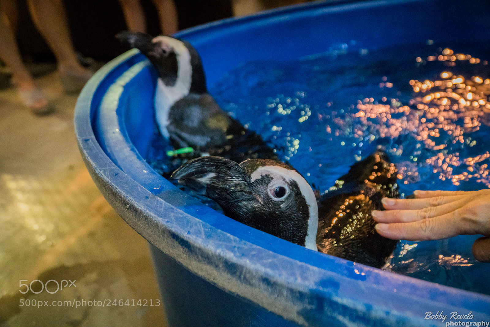 Sony a6500 sample photo. Florida aquarium photography