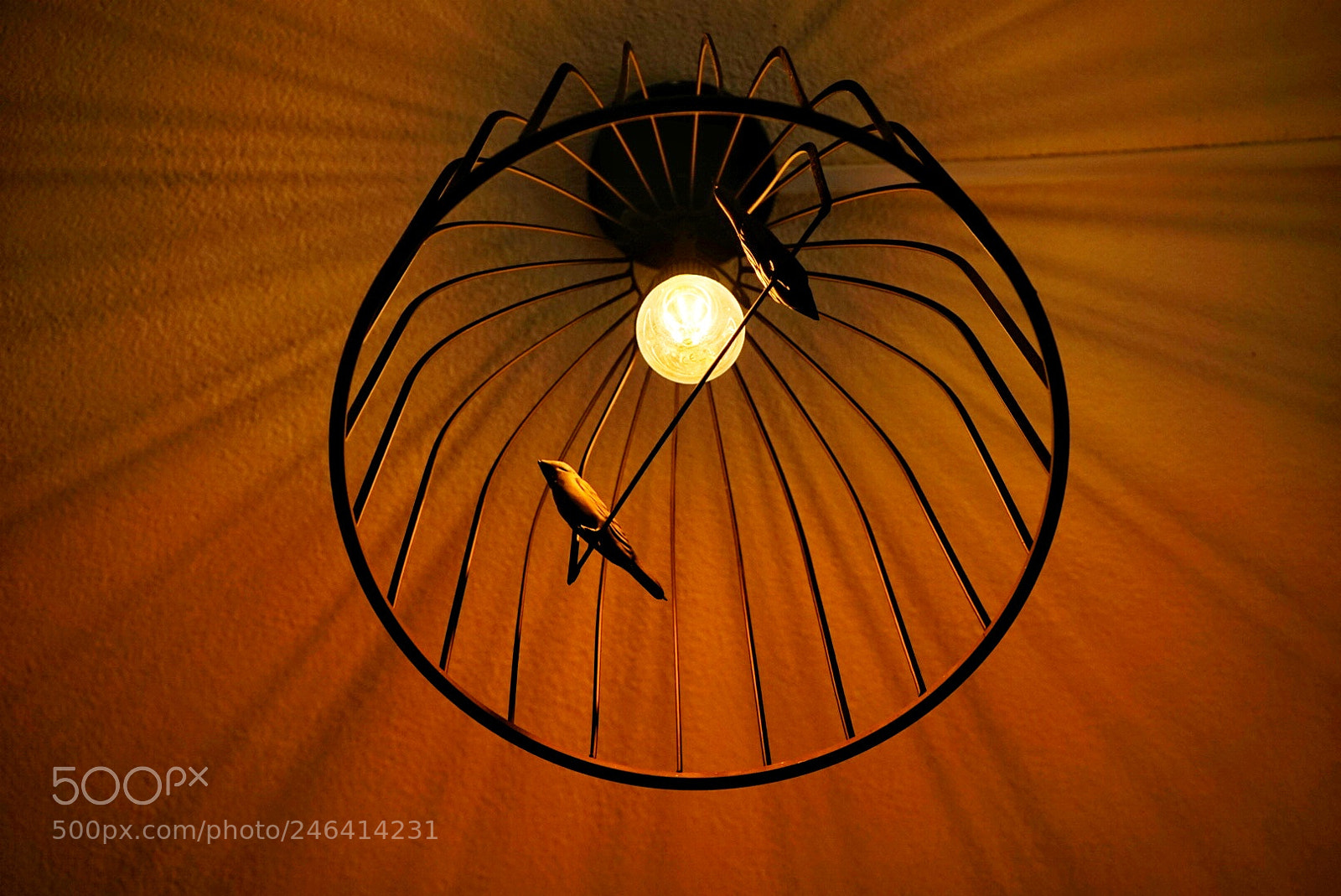 Sony a7 sample photo. In a cage... photography