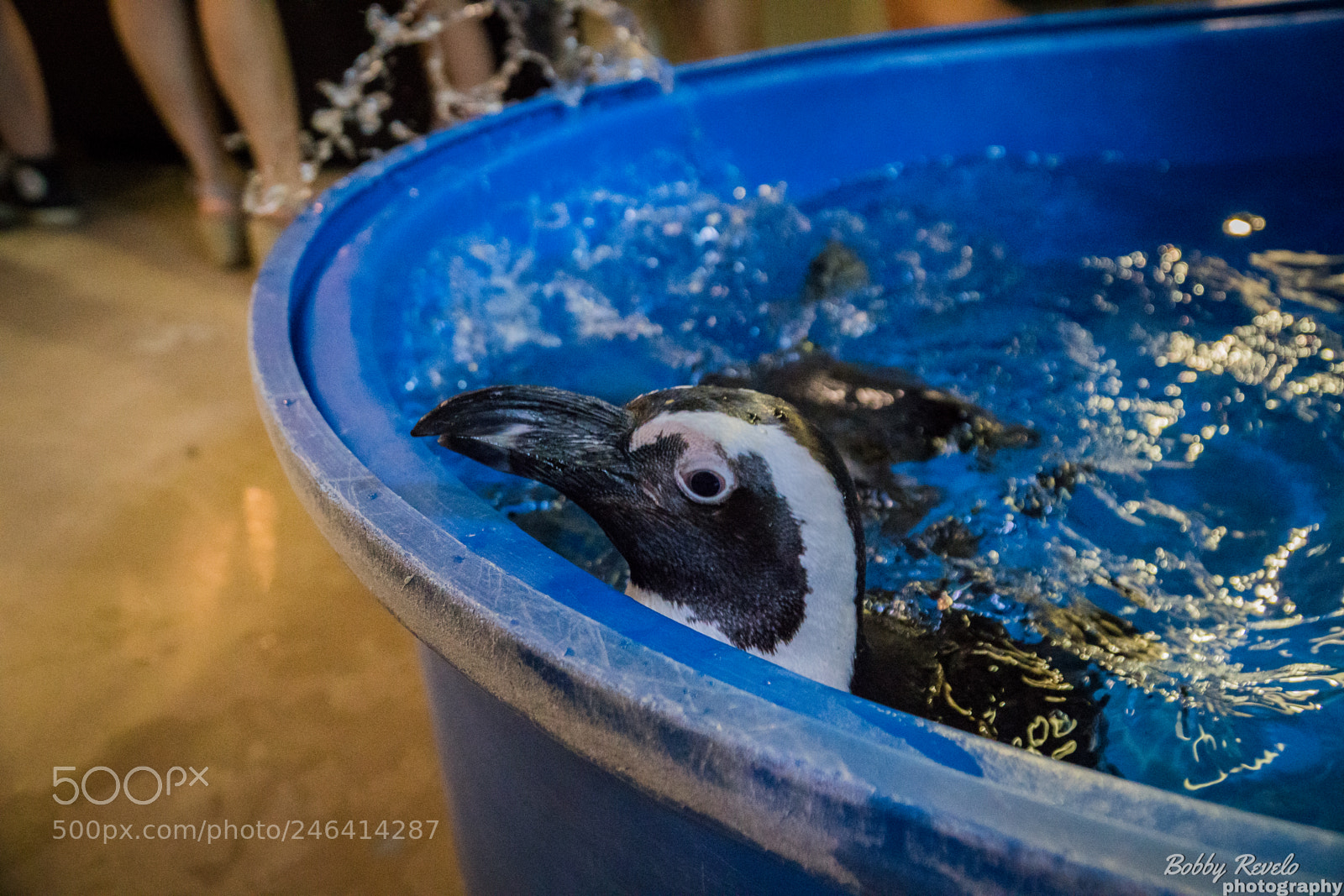 Sony a6500 sample photo. Florida aquarium photography