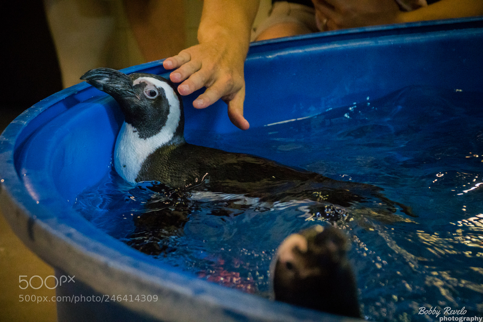 Sony a6500 sample photo. Florida aquarium photography
