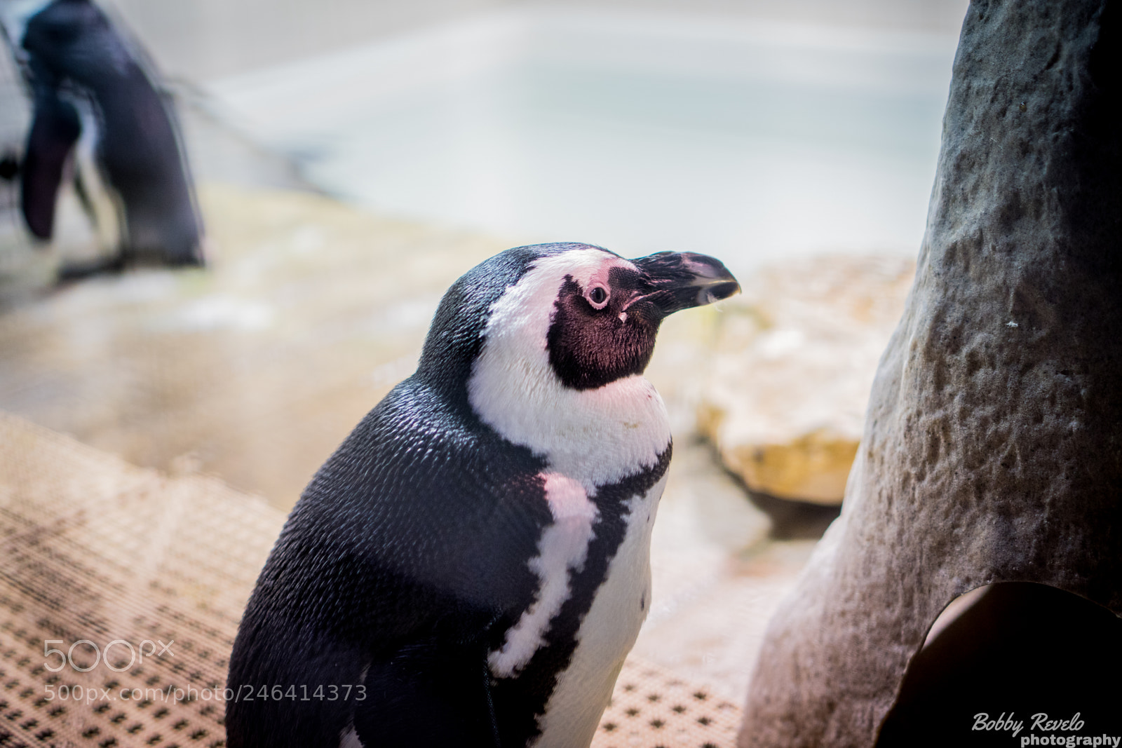 Sony a6500 sample photo. Florida aquarium photography