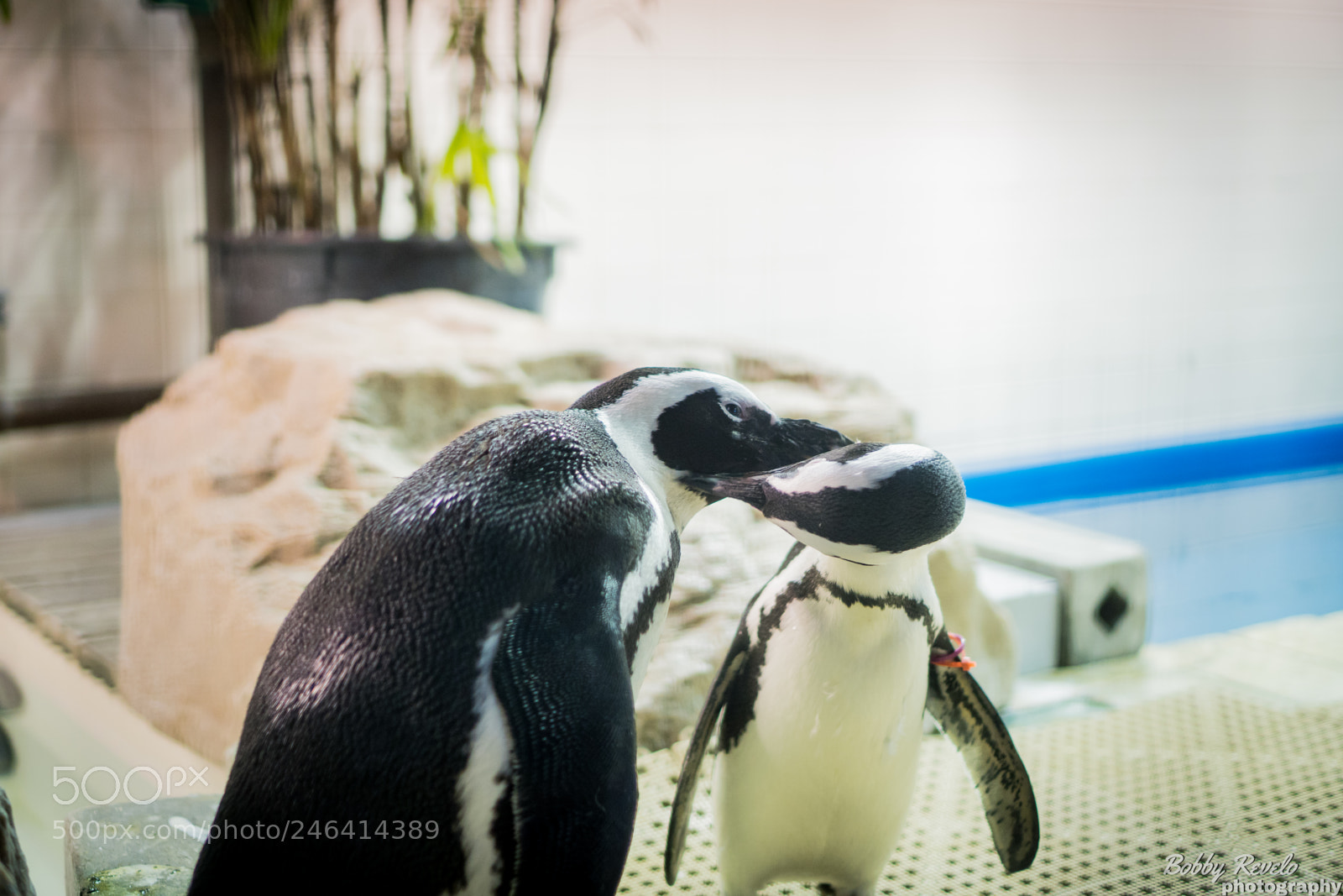 Sony a6500 sample photo. Florida aquarium photography