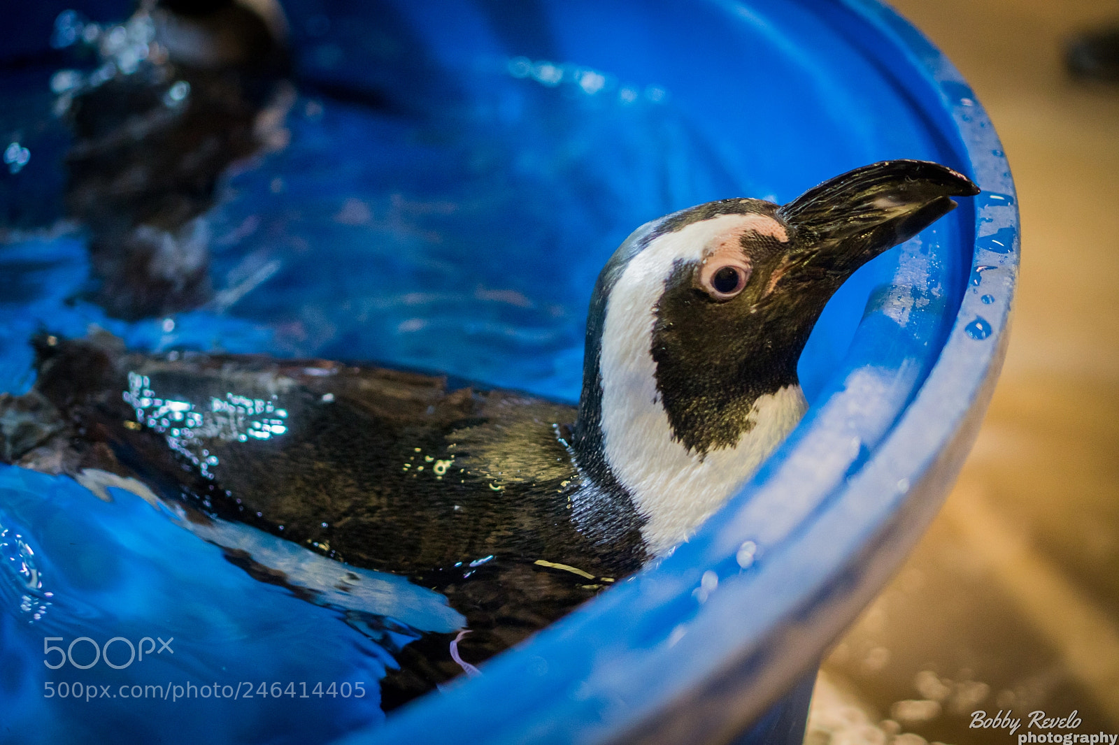 Sony a6500 sample photo. Florida aquarium photography