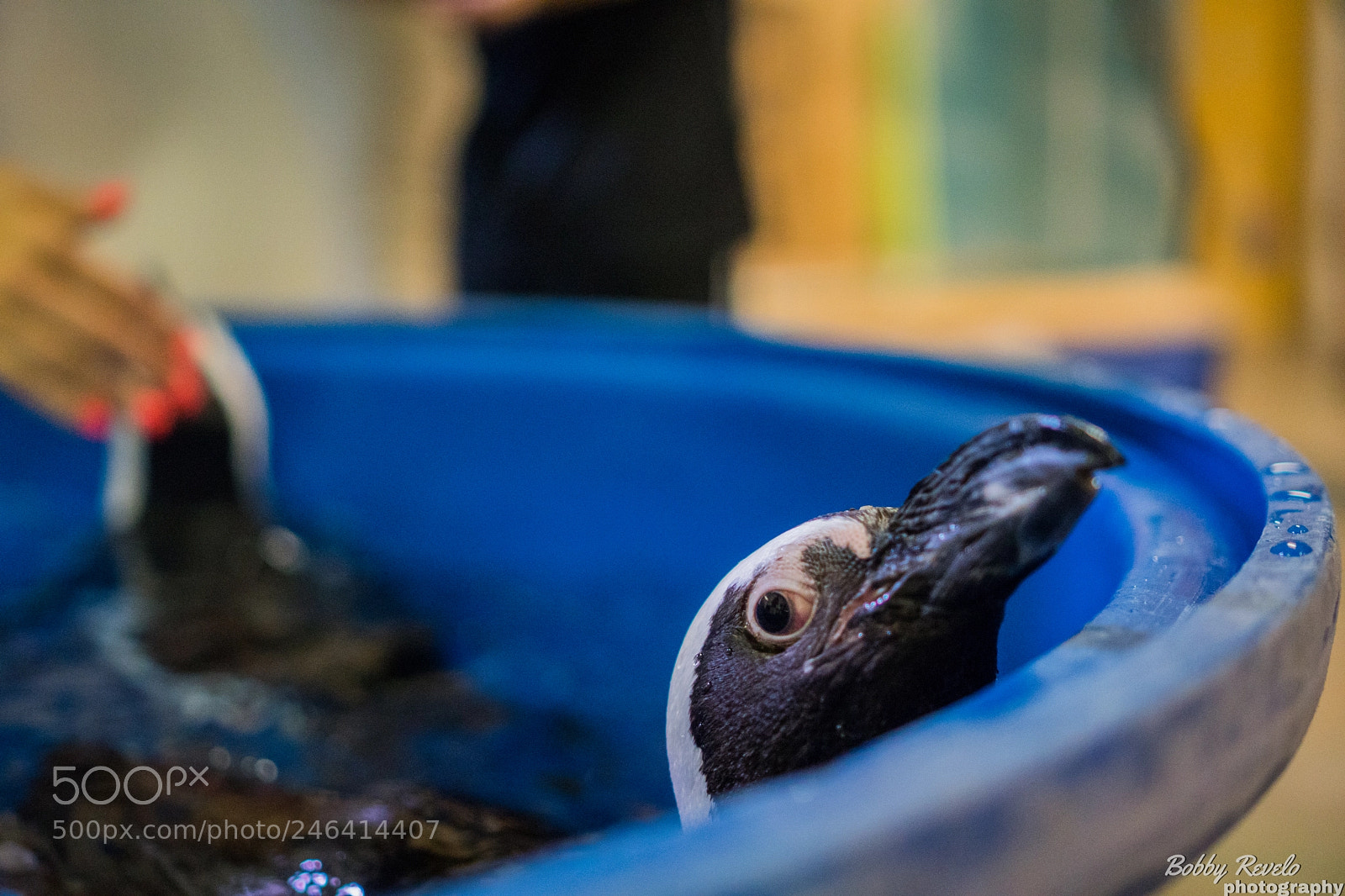 Sony a6500 sample photo. Florida aquarium photography