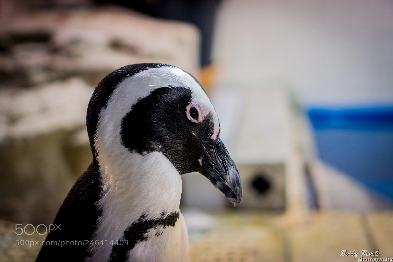 Sony a6500 sample photo. Florida aquarium photography