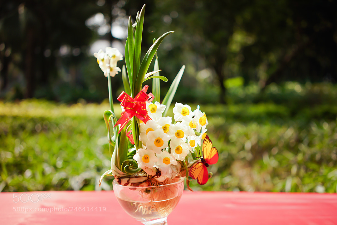 Sony a7R sample photo. 水仙 photography