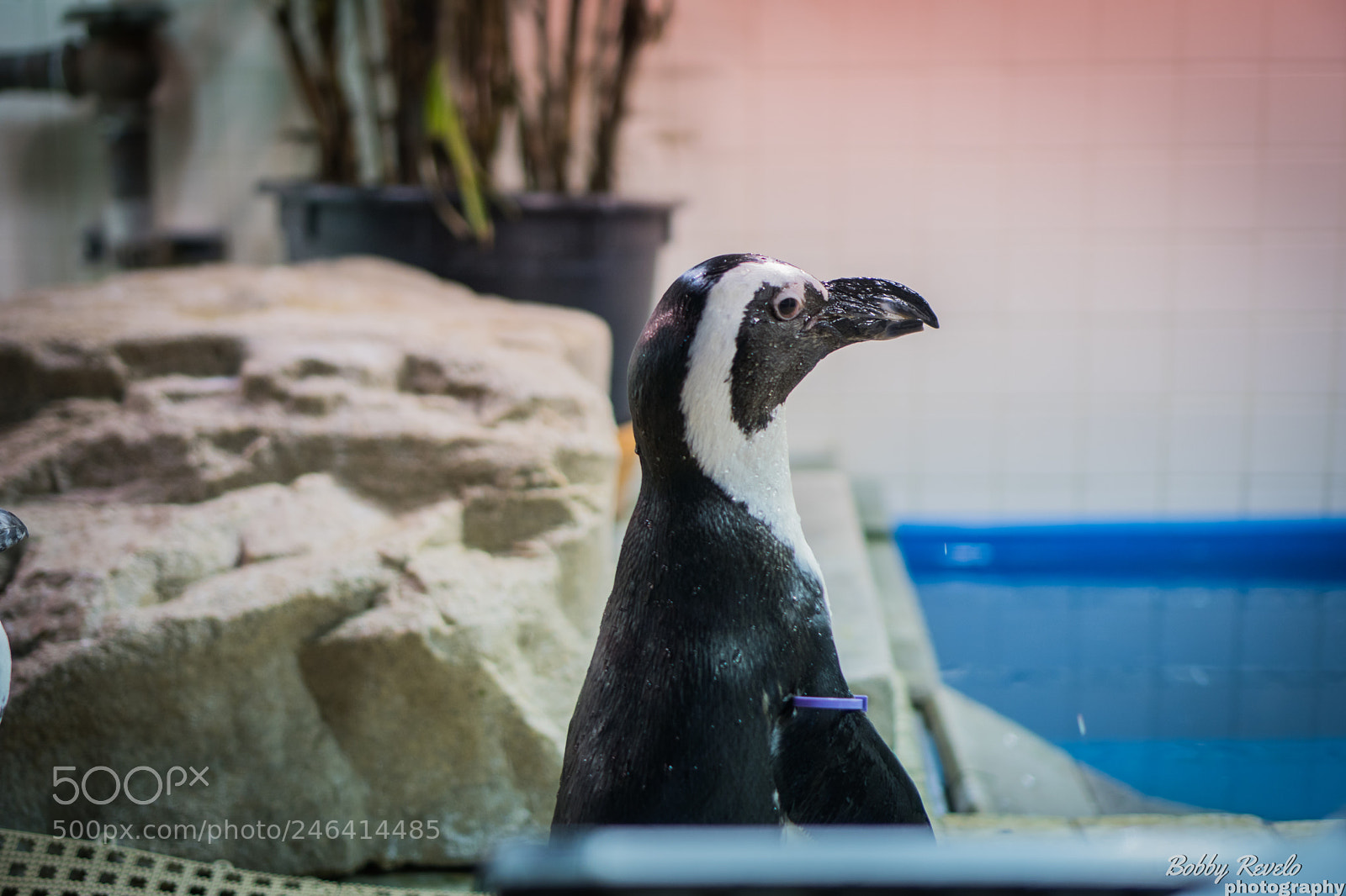 Sony a6500 sample photo. Florida aquarium photography