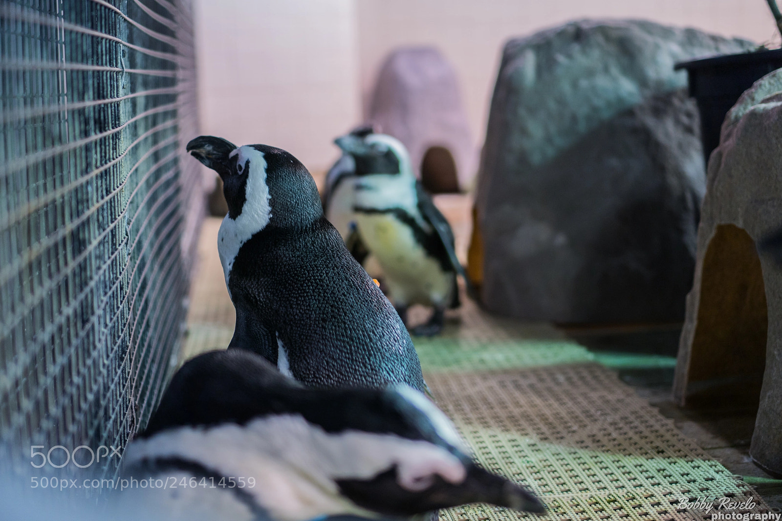 Sony a6500 sample photo. Florida aquarium photography