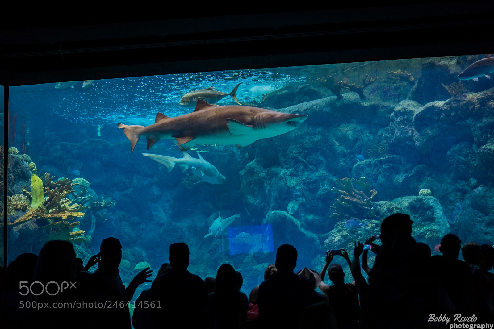 Sony a6500 sample photo. Florida aquarium photography