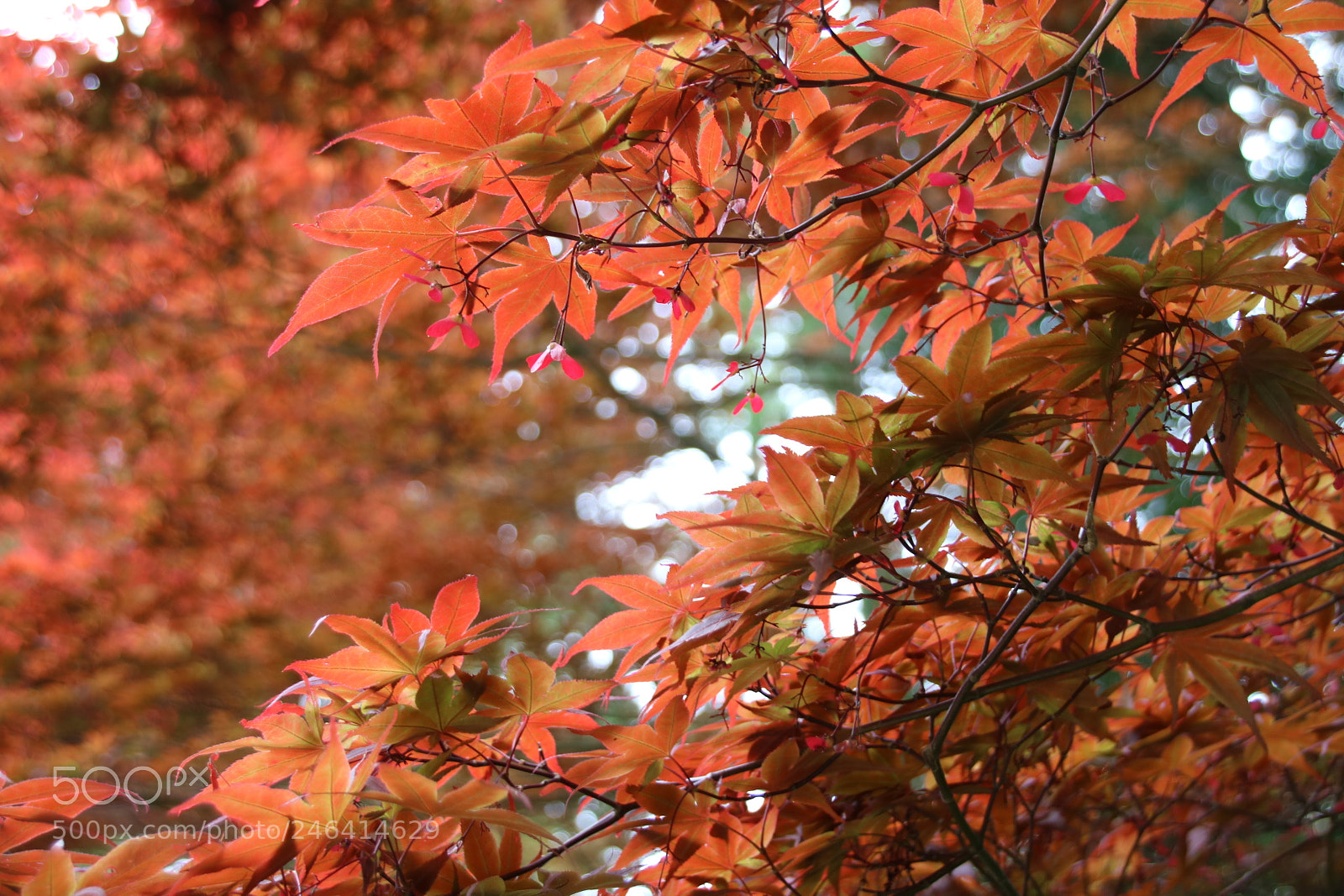 Canon EOS 760D (EOS Rebel T6s / EOS 8000D) sample photo. Untitled photography