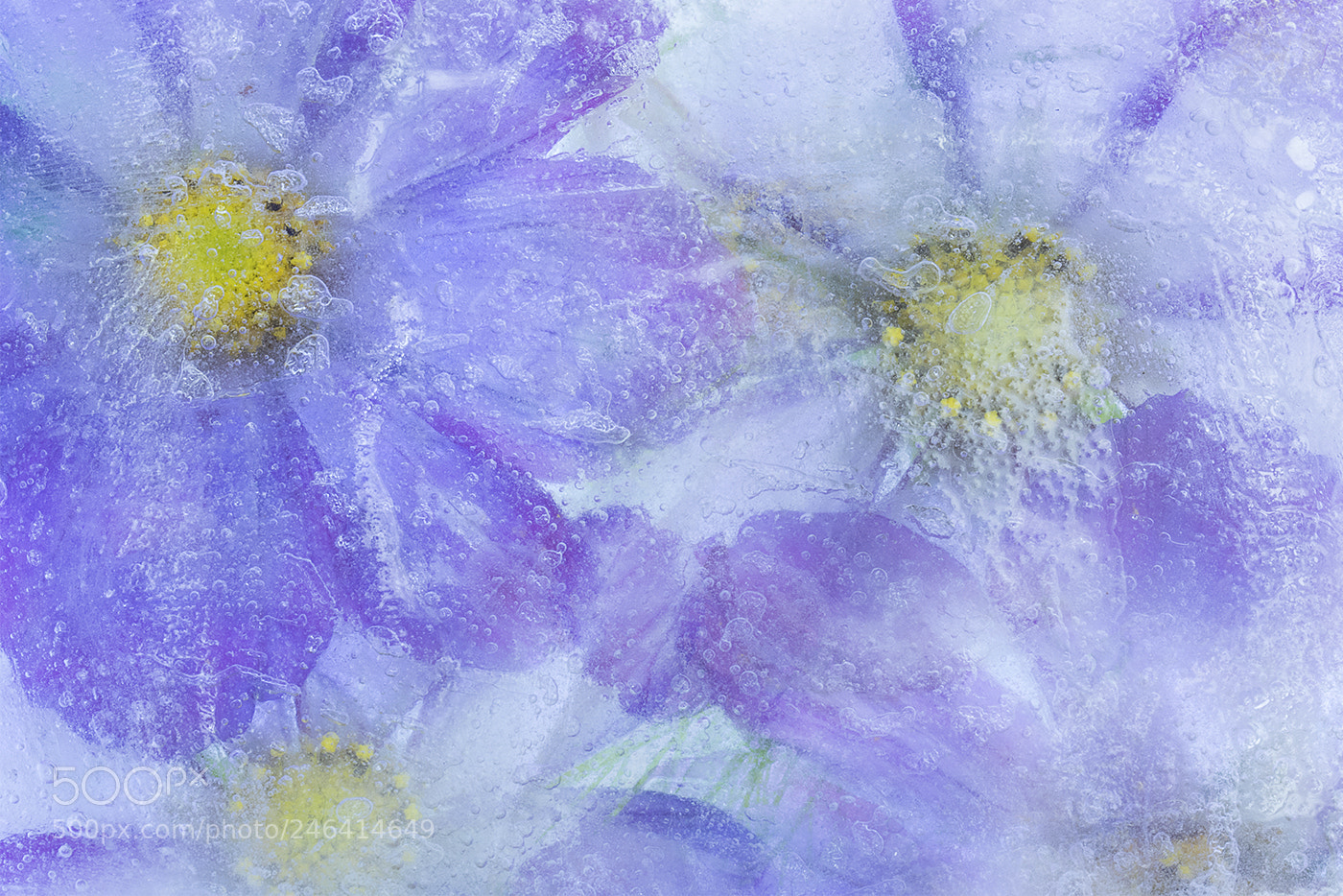 Canon EOS 7D Mark II sample photo. Iced cosmos photography