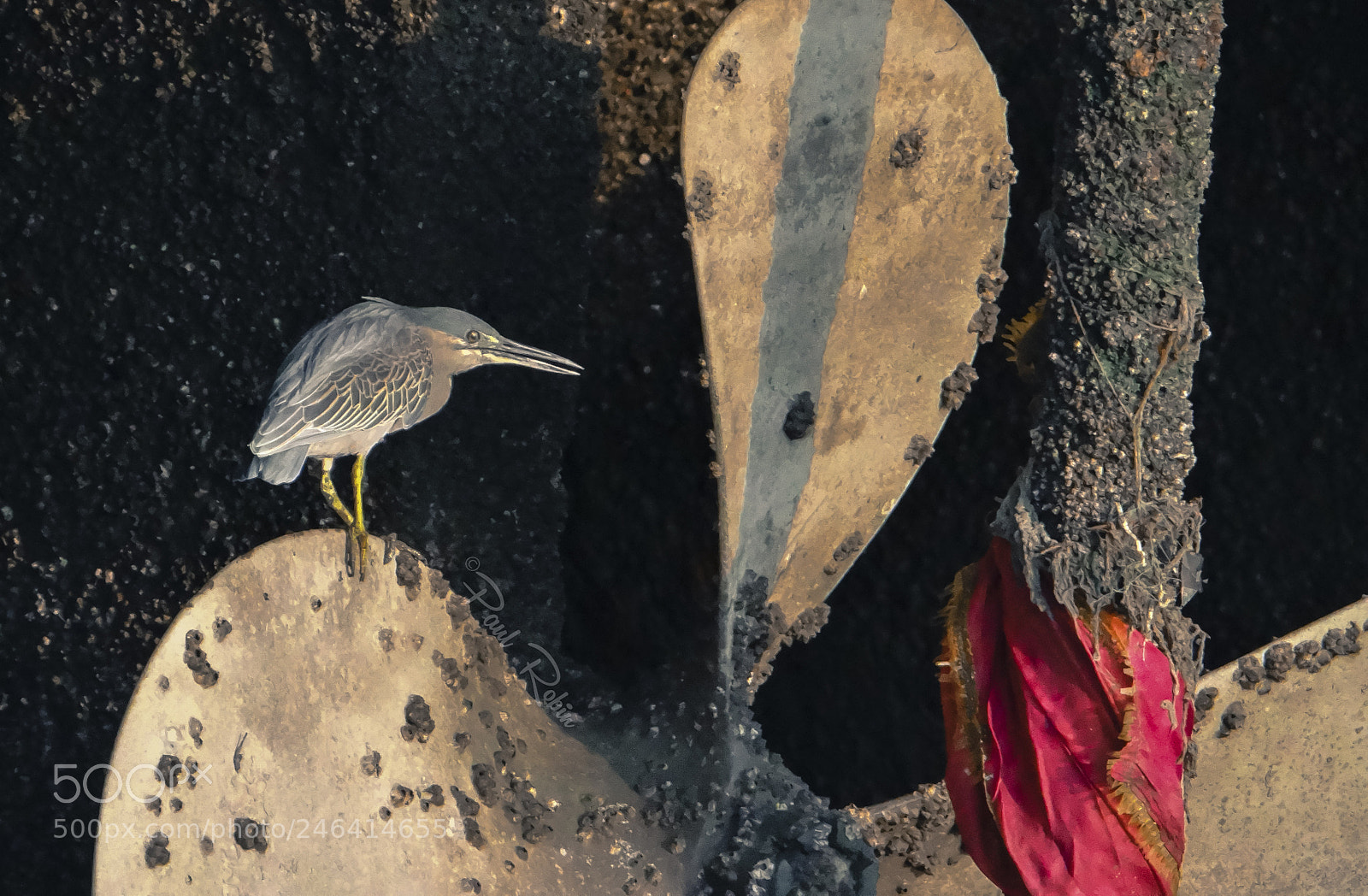 Sony DSC-HX200V sample photo. Striated heron photography